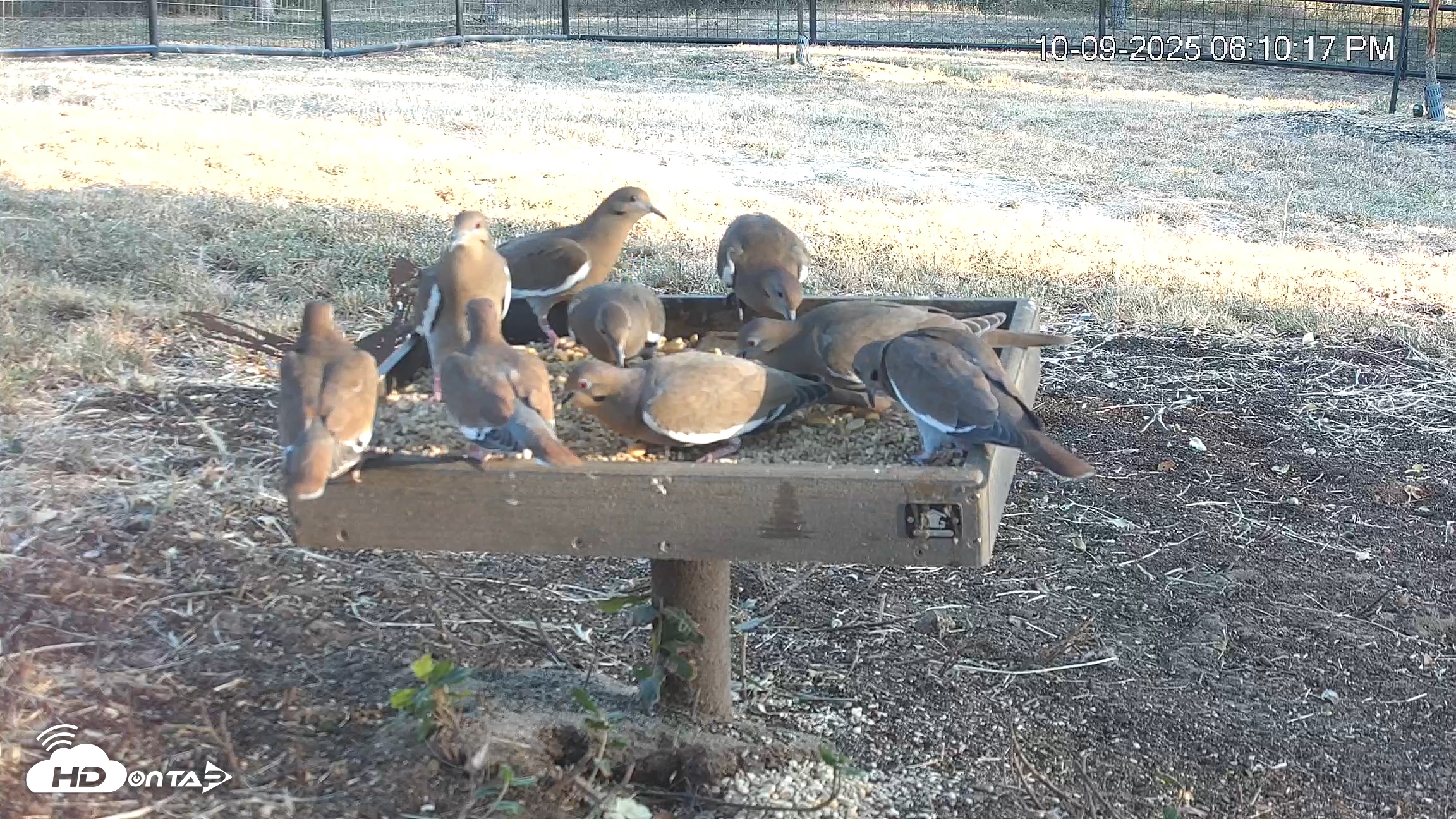 Snapshot of Texas Game & Ground Feeder Live Webcam taken Oct 9, 2025, 6:11pm CDT