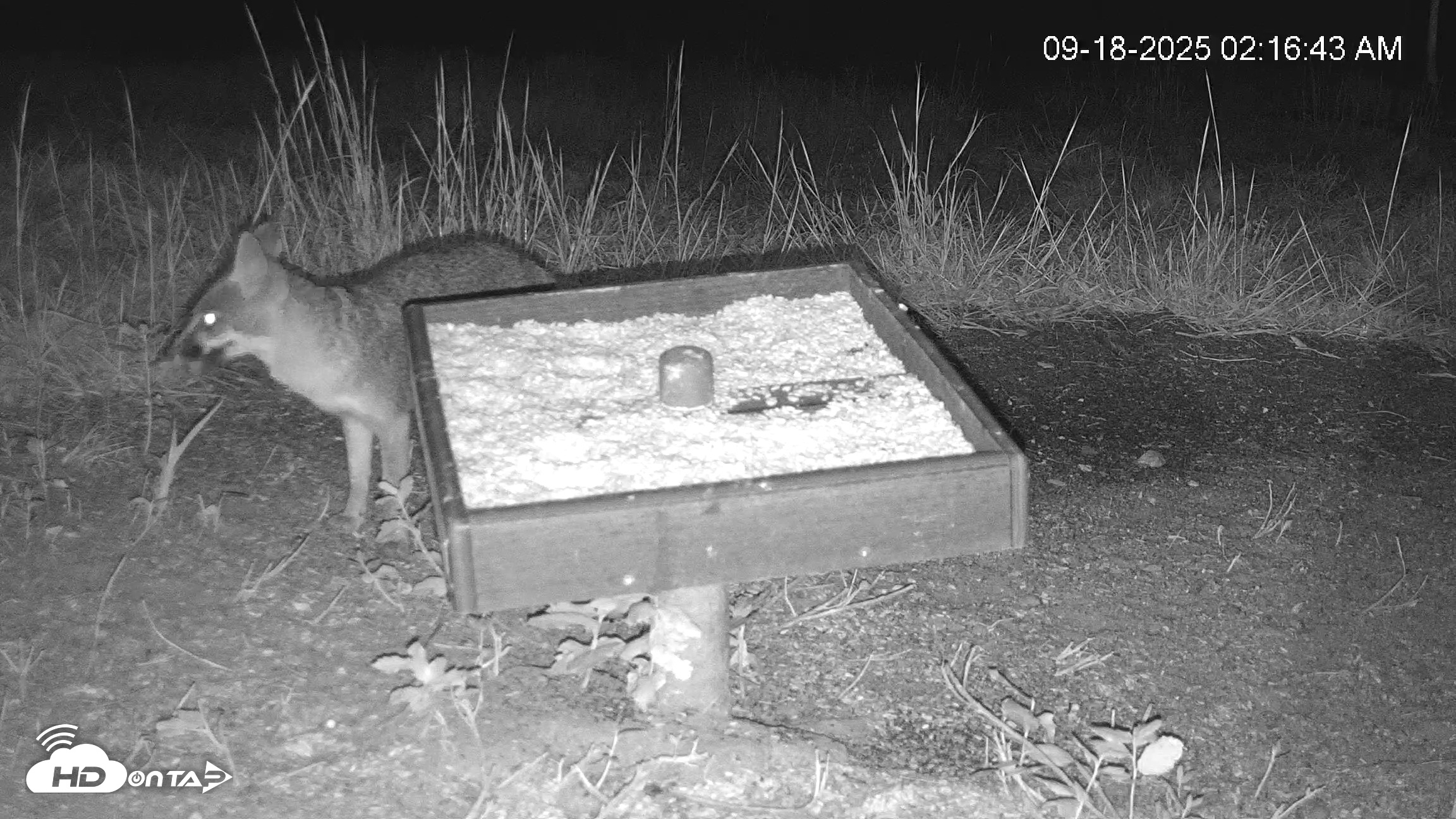 Snapshot of Texas Game & Ground Feeder Live Webcam taken Sep 18, 2025, 2:18am CDT