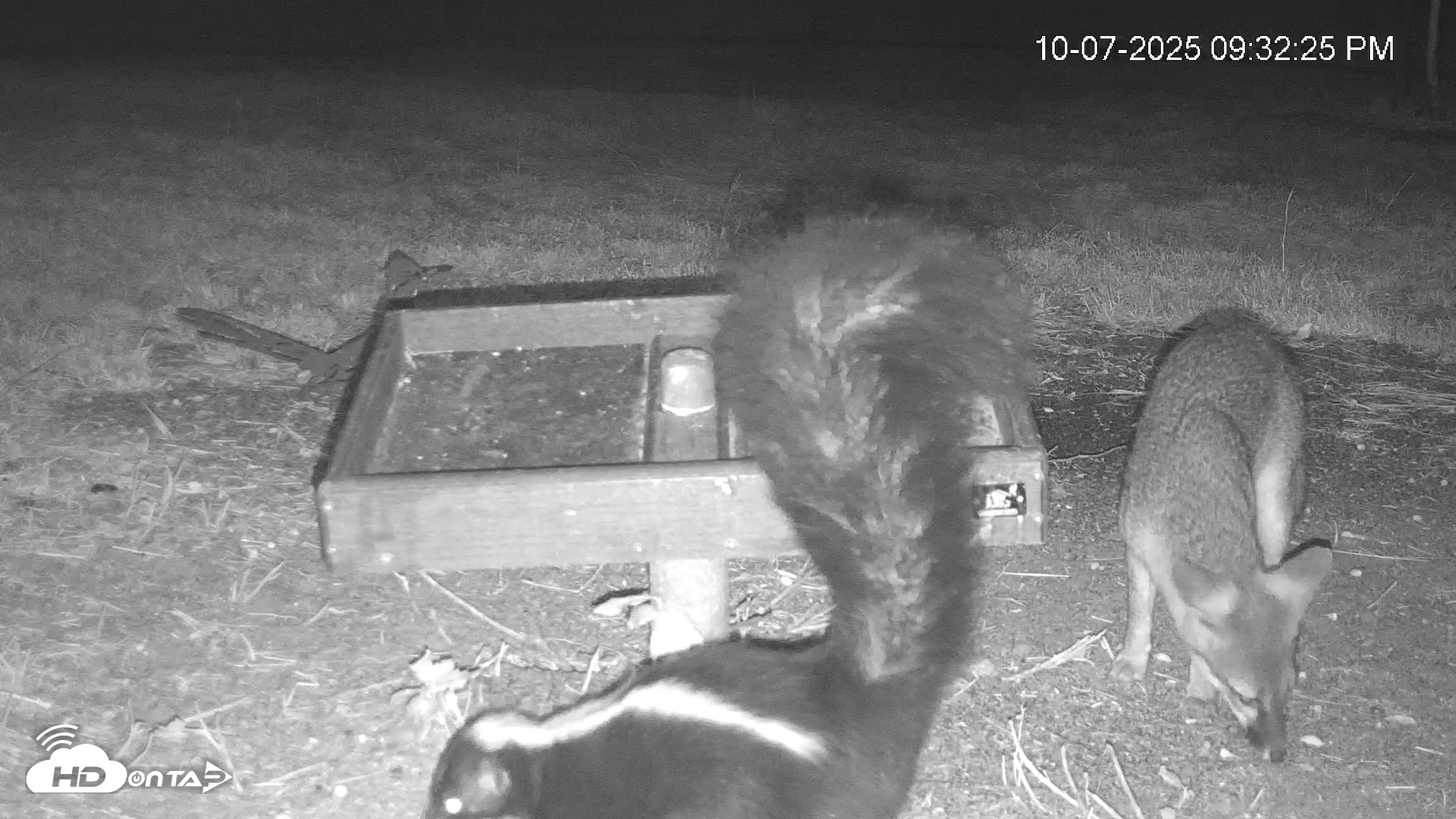 Snapshot of Texas Game & Ground Feeder Live Webcam taken Oct 7, 2025, 9:34pm CDT