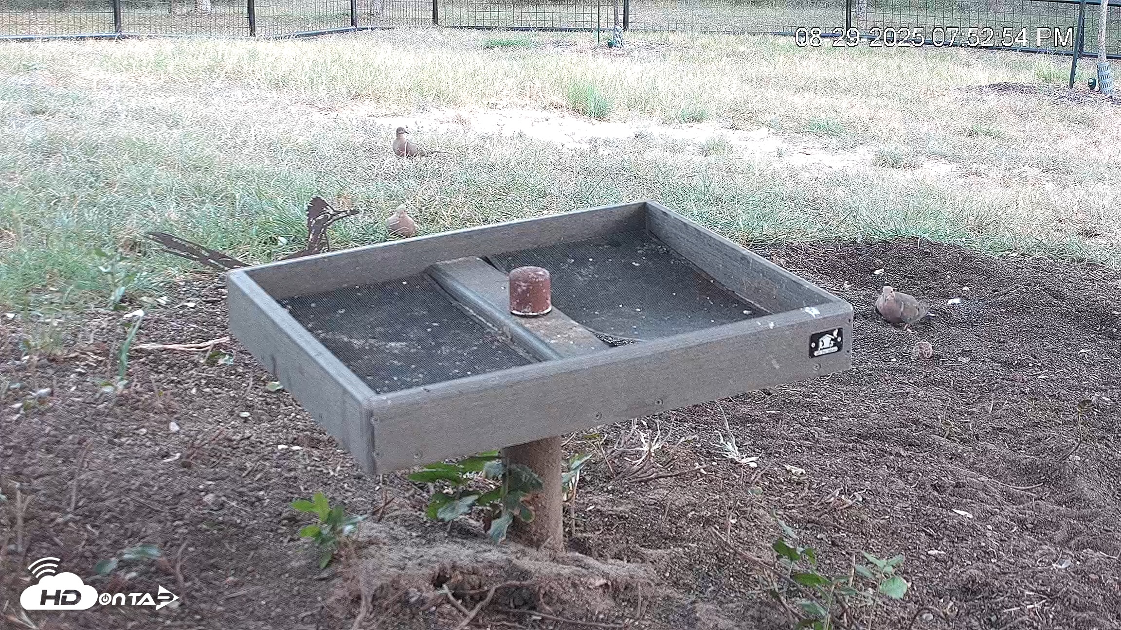 Snapshot of Texas Game & Ground Feeder Live Webcam taken Aug 29, 2025, 7:54pm CDT