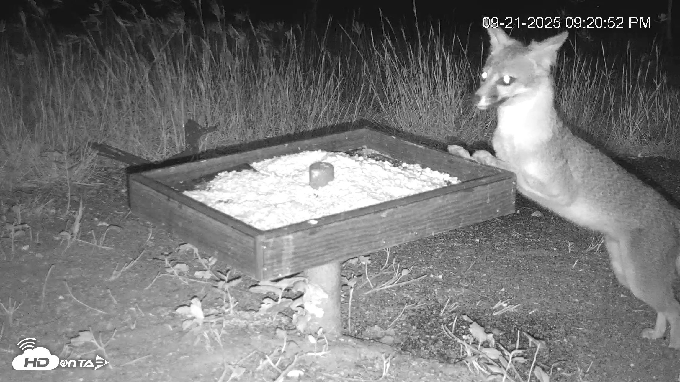 Snapshot of Texas Game & Ground Feeder Live Webcam taken Sep 21, 2025, 9:25pm CDT