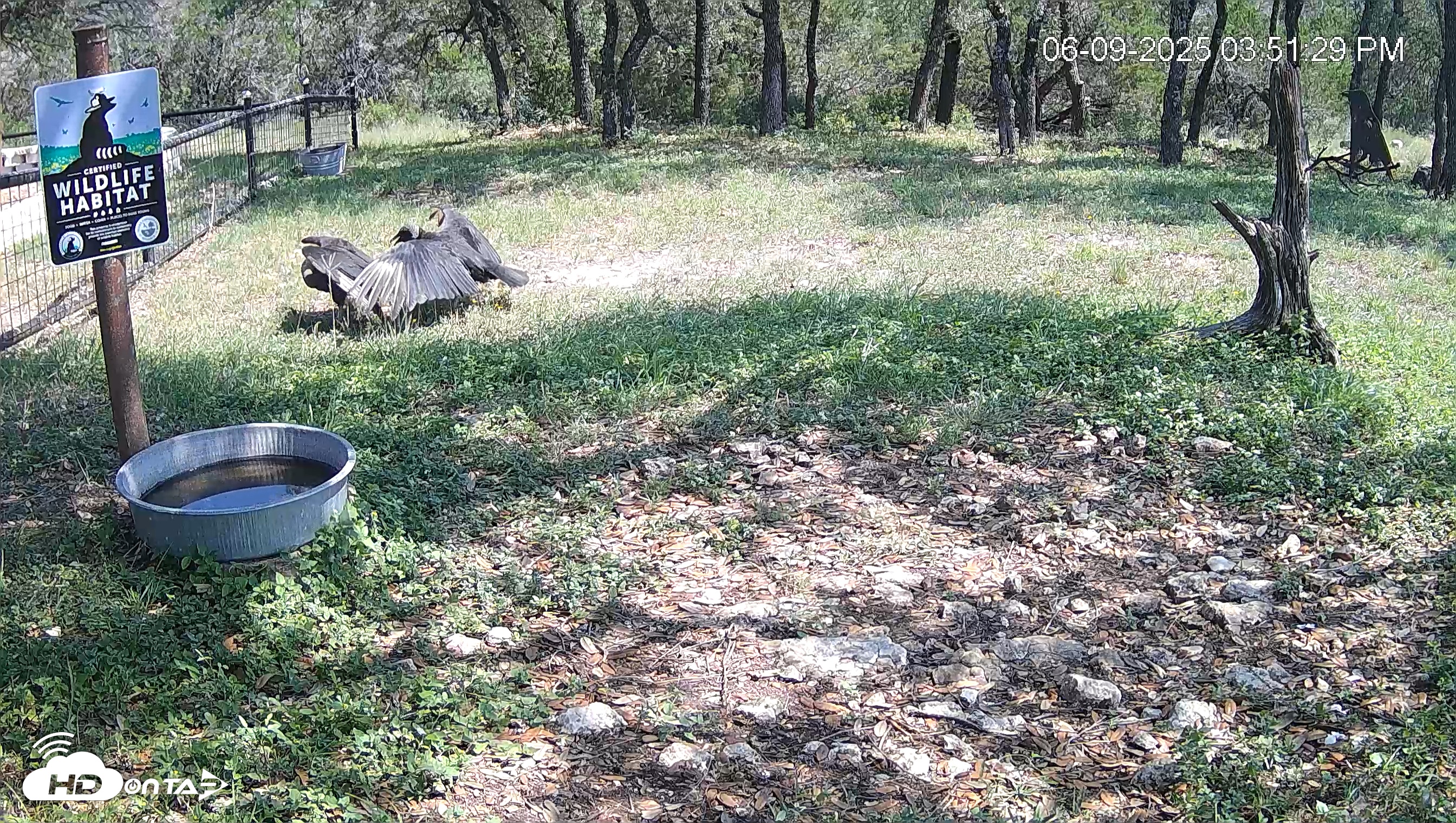 Snapshot of Texas Game & Ground Feeder Live Webcam taken Jun 9, 2025, 3:52pm CDT