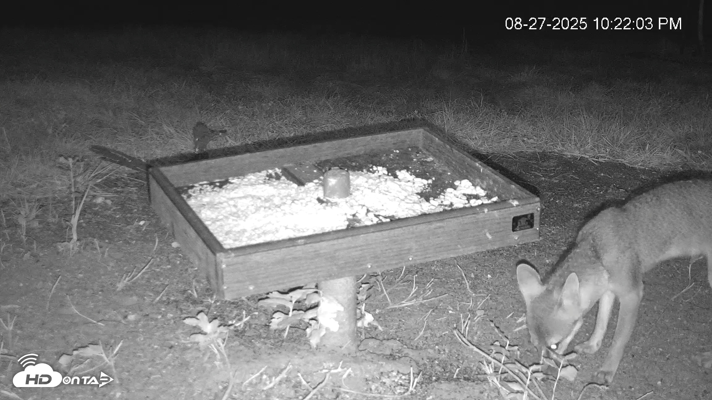 Snapshot of Texas Game & Ground Feeder Live Webcam taken Aug 27, 2025, 10:38pm CDT