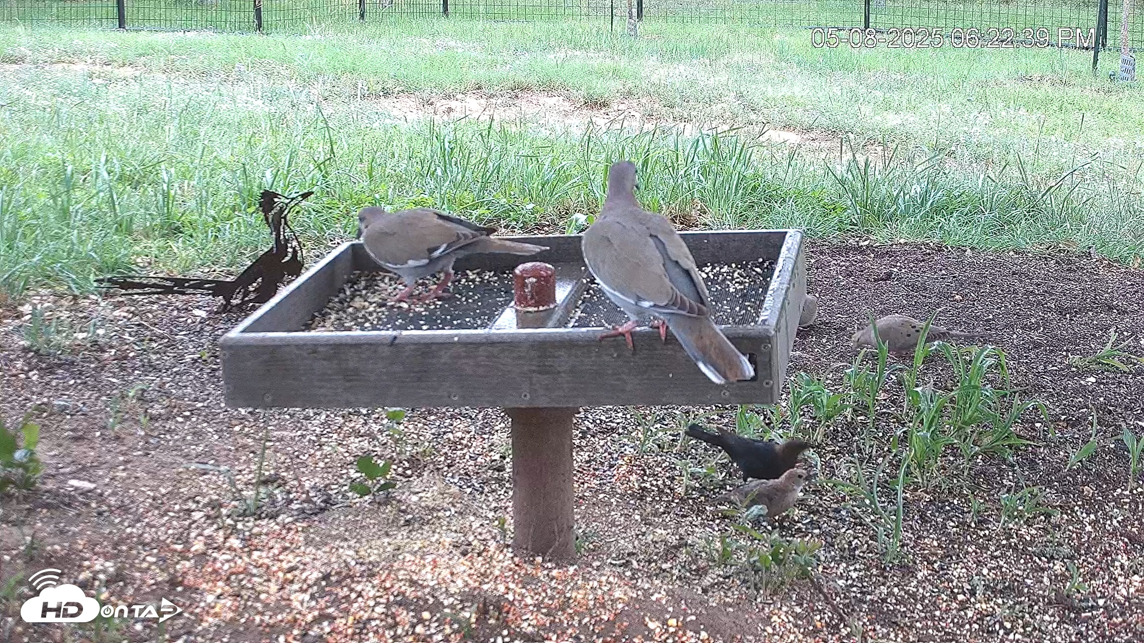 Snapshot of Texas Game & Ground Feeder Live Webcam taken May 8, 2025, 6:22pm CDT