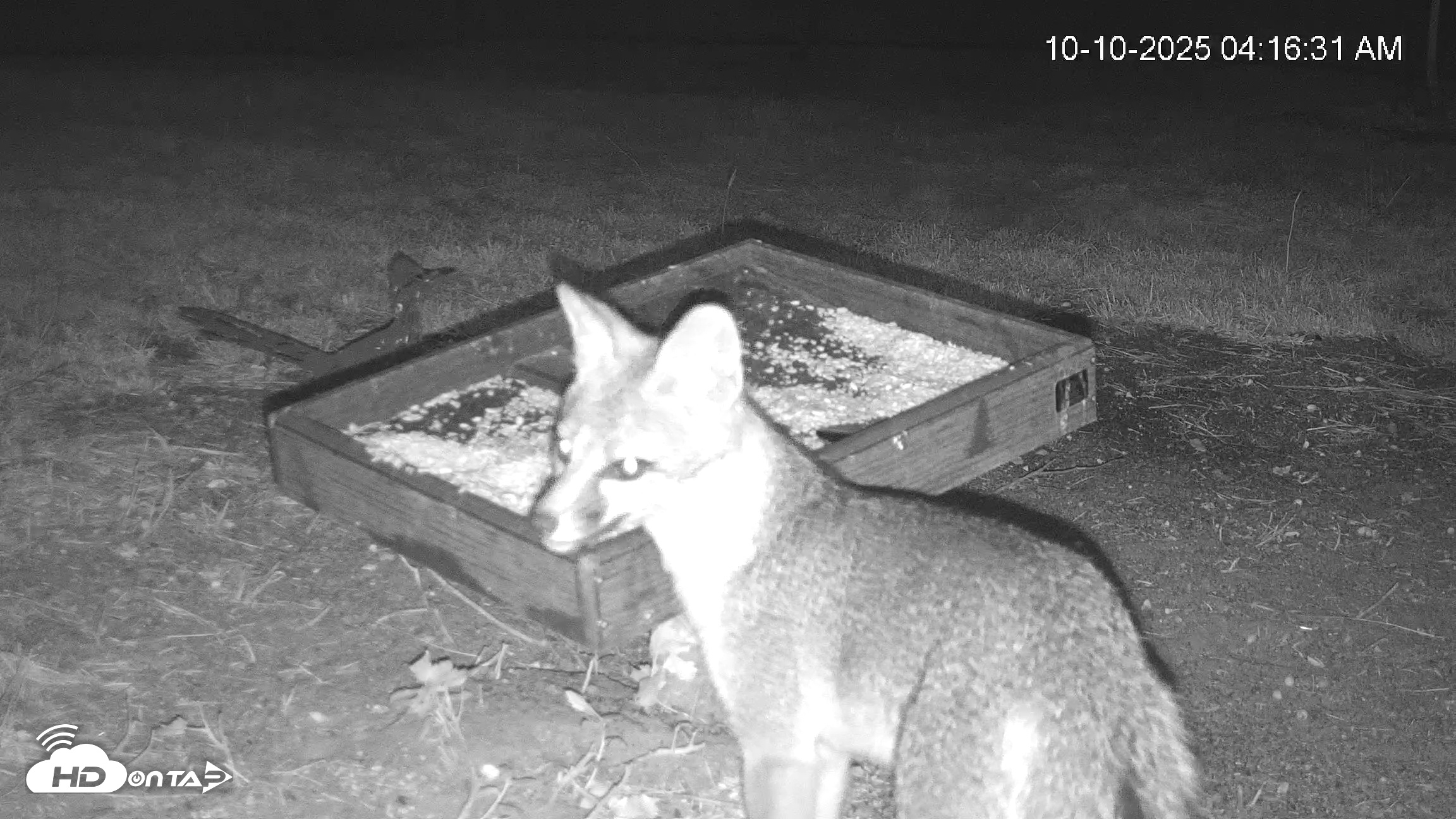 Snapshot of Texas Game & Ground Feeder Live Webcam taken Oct 10, 2025, 4:17am CDT