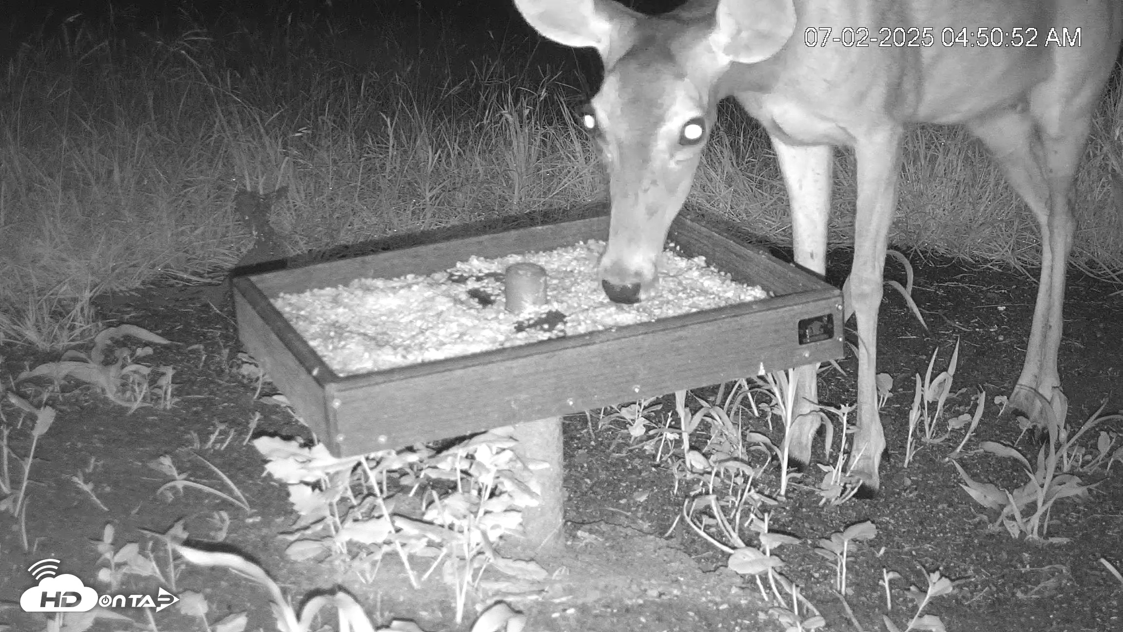 Snapshot of Texas Game & Ground Feeder Live Webcam taken Jul 2, 2025, 4:53am CDT
