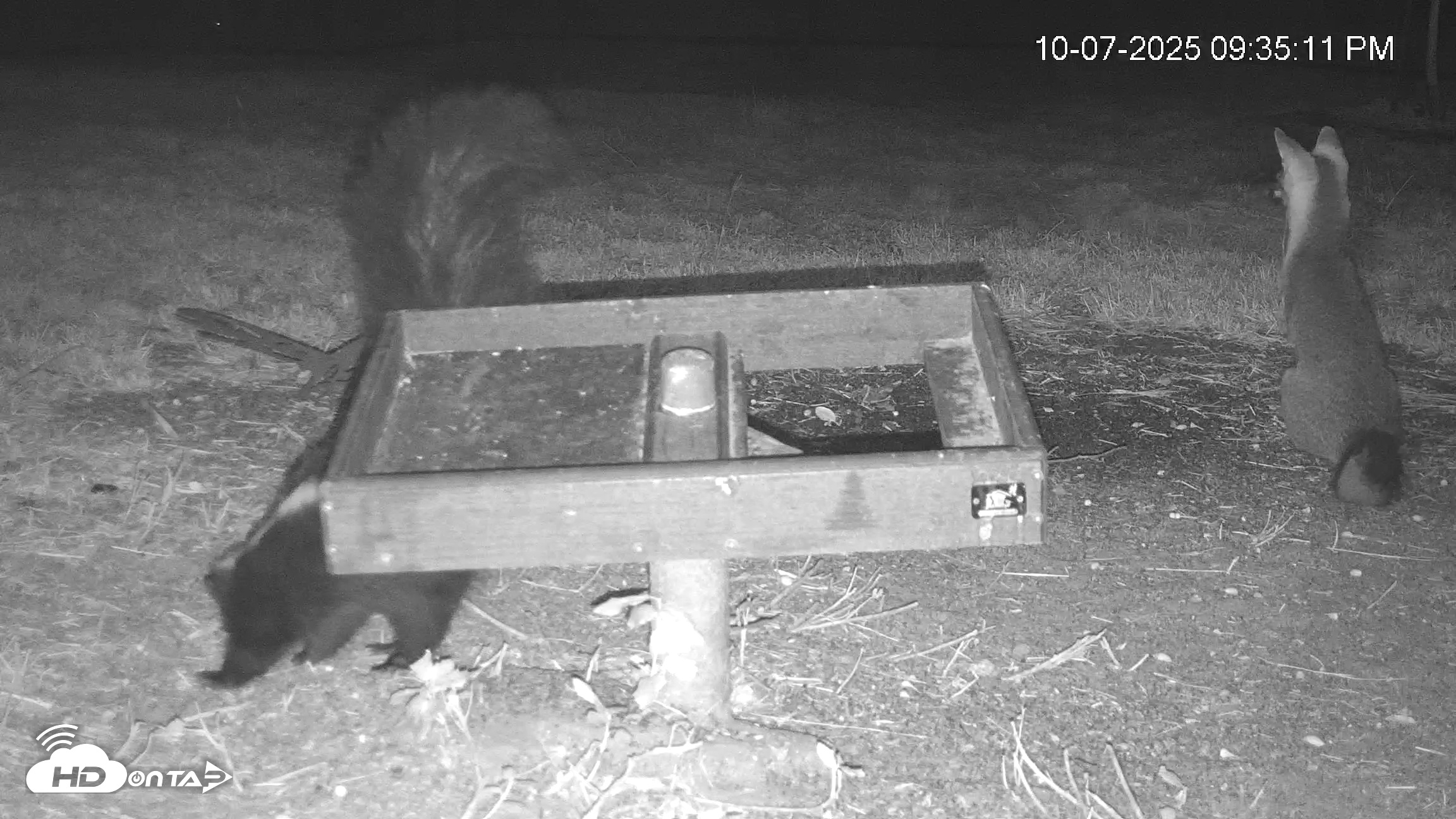 Snapshot of Texas Game & Ground Feeder Live Webcam taken Oct 7, 2025, 9:38pm CDT