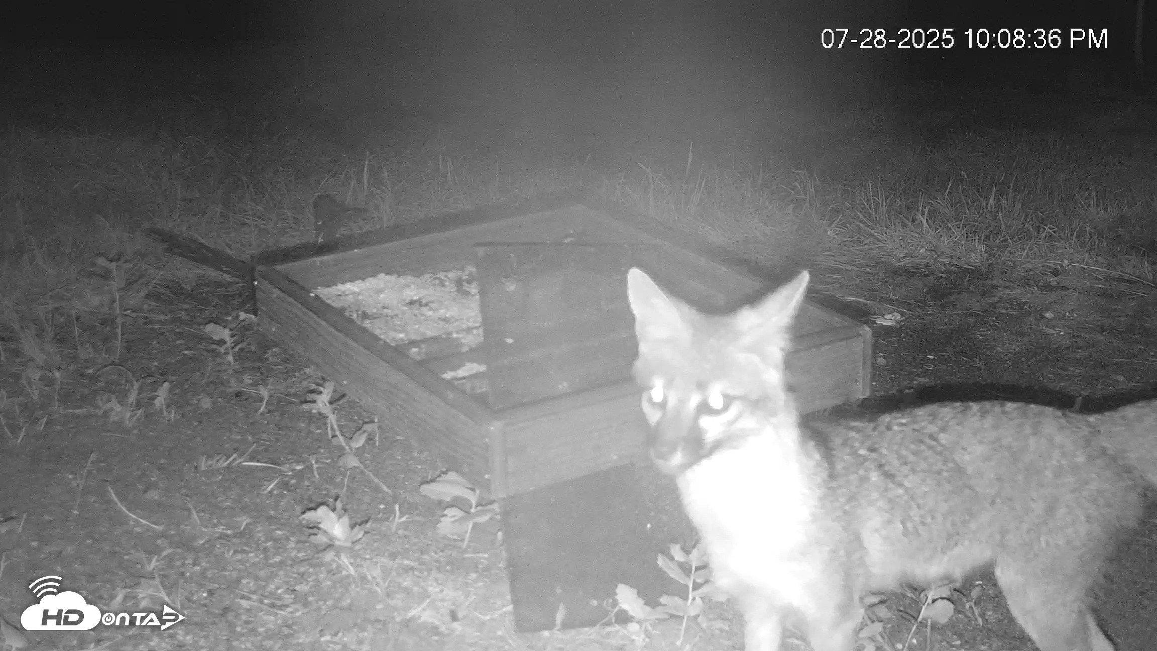 Snapshot of Texas Game & Ground Feeder Live Webcam taken Jul 28, 2025, 10:12pm CDT