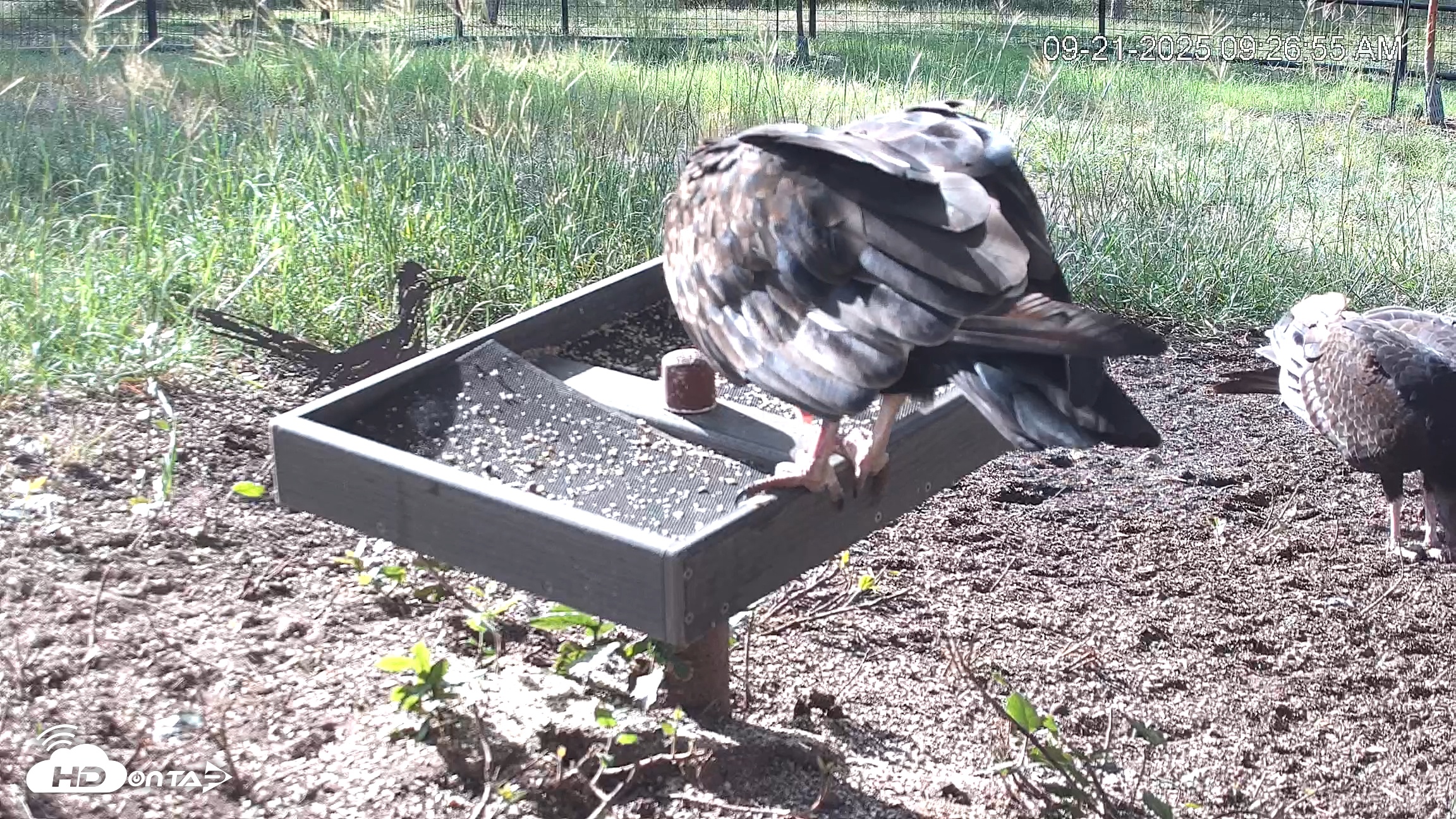 Snapshot of Texas Game & Ground Feeder Live Webcam taken Sep 21, 2025, 9:28am CDT
