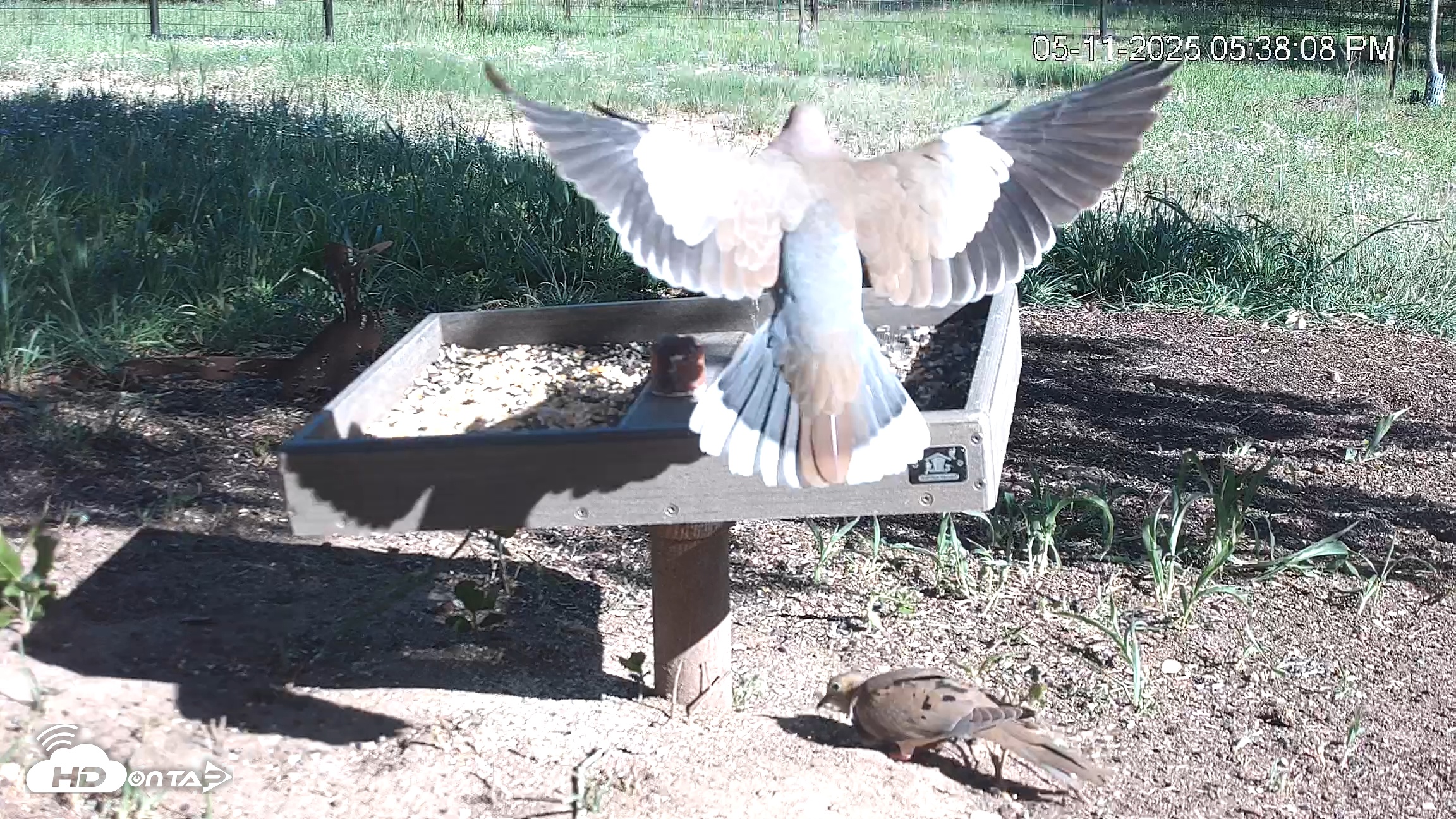 Snapshot of Texas Game & Ground Feeder Live Webcam taken May 11, 2025, 5:38pm CDT