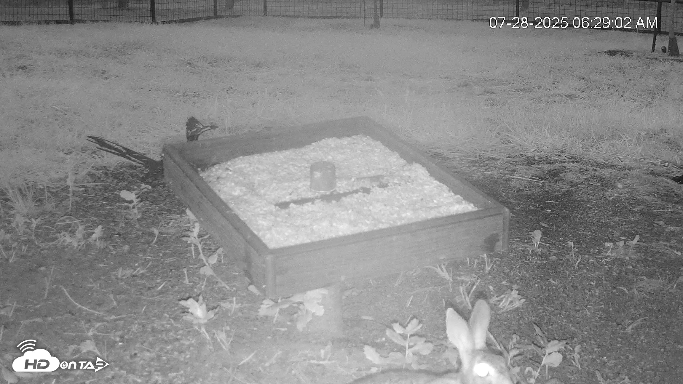 Snapshot of Texas Game & Ground Feeder Live Webcam taken Jul 28, 2025, 6:30am CDT