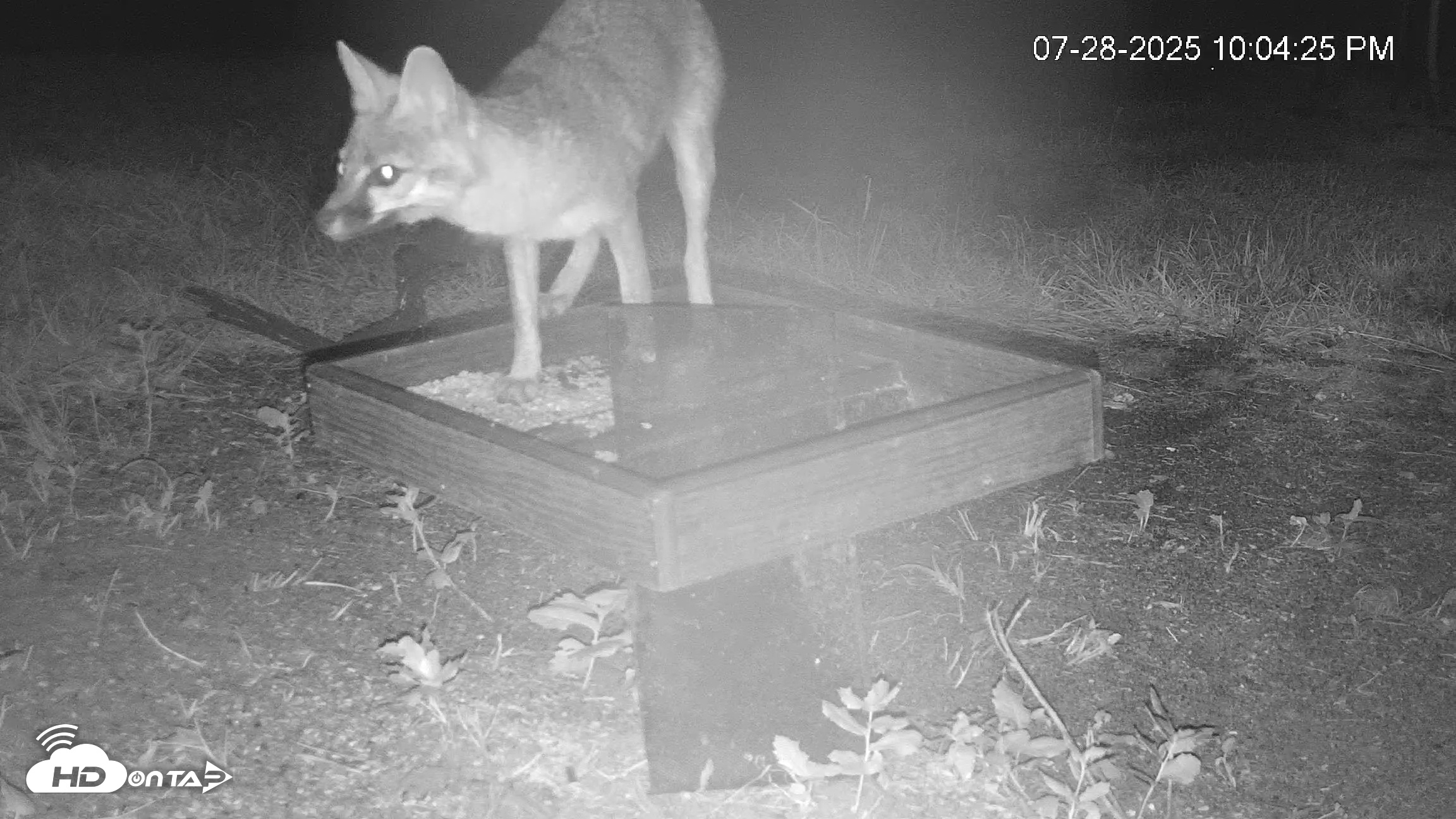 Snapshot of Texas Game & Ground Feeder Live Webcam taken Jul 28, 2025, 10:06pm CDT