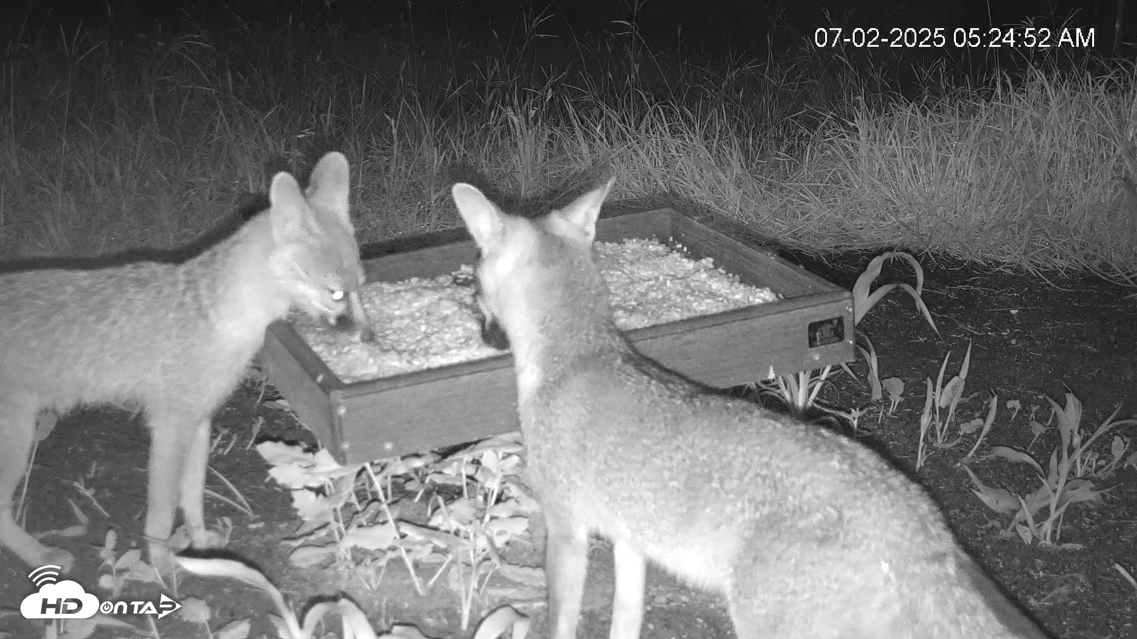 Snapshot of Texas Game & Ground Feeder Live Webcam taken Jul 2, 2025, 5:25am CDT