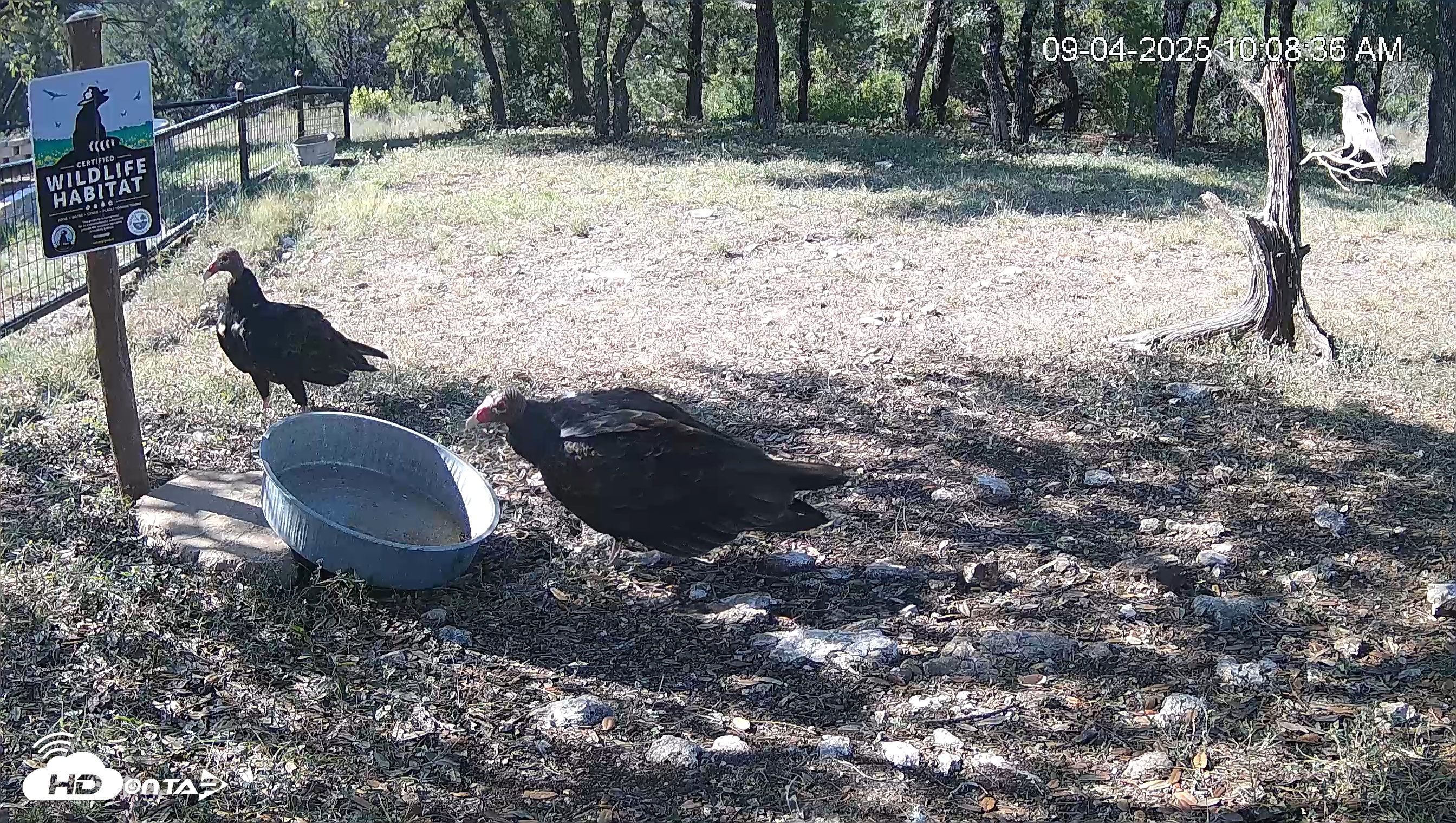 Snapshot of Texas Game & Ground Feeder Live Webcam taken Sep 4, 2025, 10:09am CDT