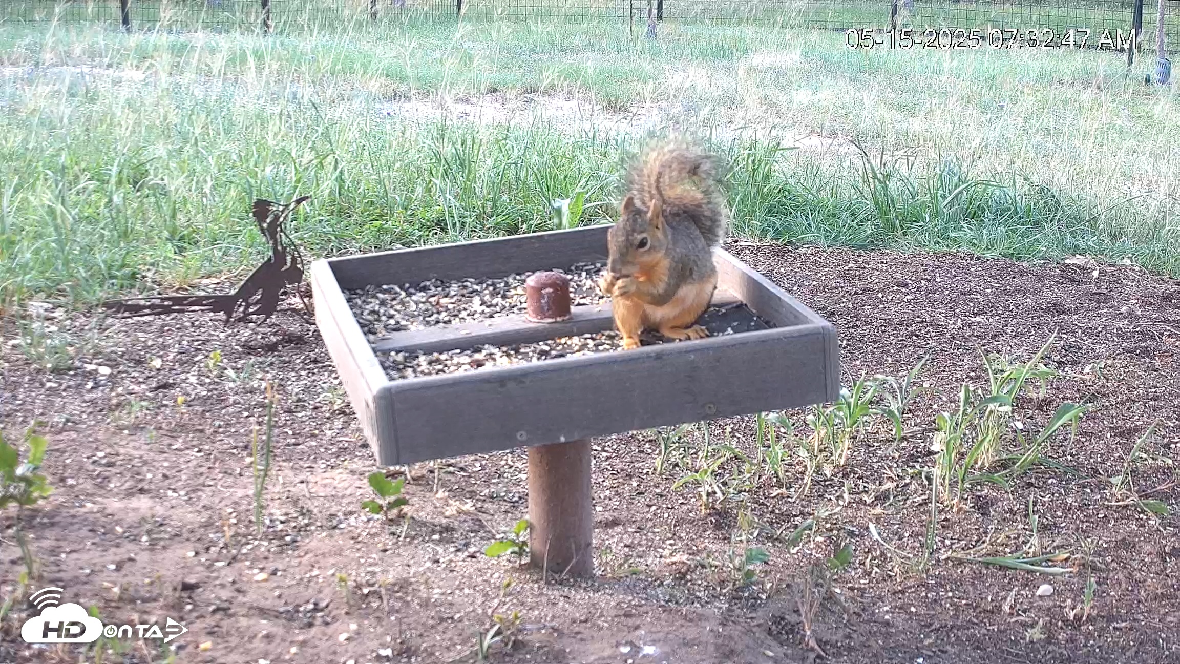 Snapshot of Texas Game & Ground Feeder Live Webcam taken May 15, 2025, 7:33am CDT