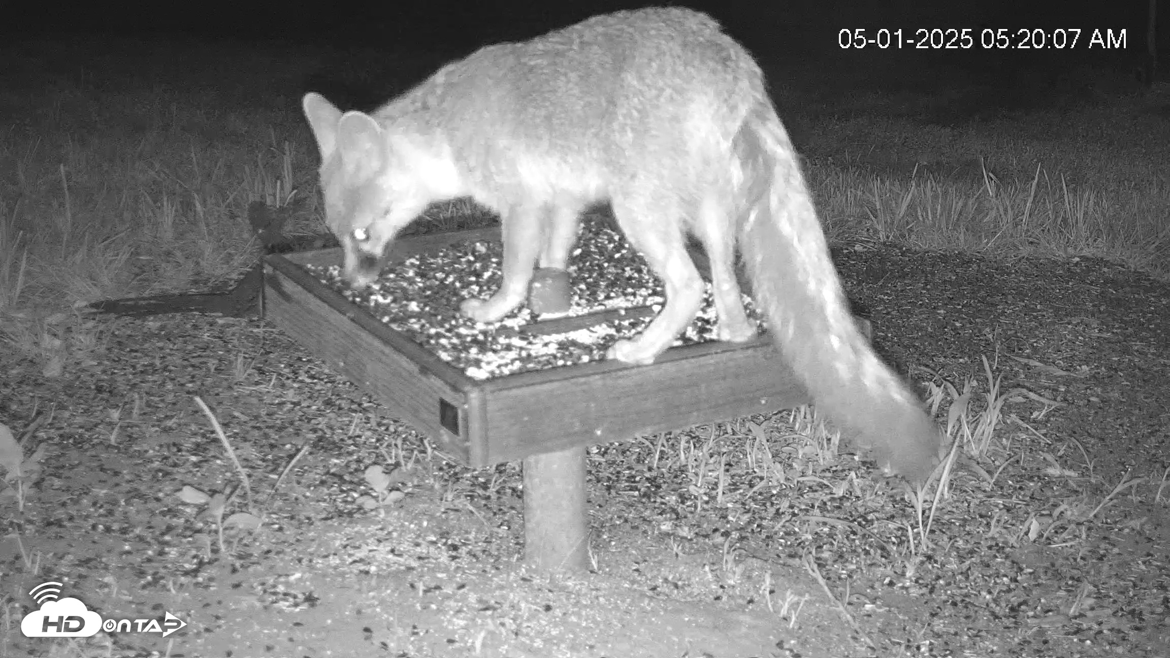 Snapshot of Texas Game & Ground Feeder Live Webcam taken May 1, 2025, 5:20am CDT