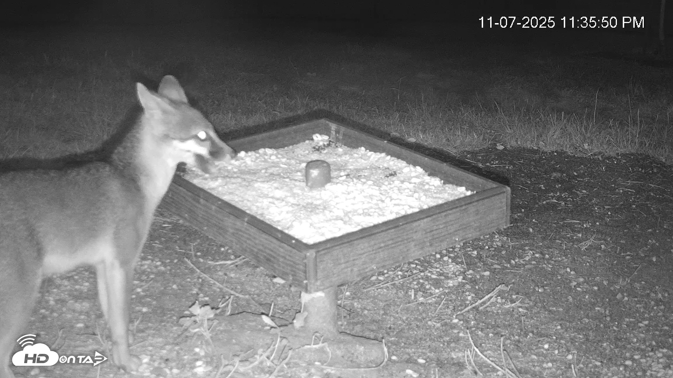 Snapshot of Texas Game & Ground Feeder Live Webcam taken Nov 7, 2025, 11:36pm CST