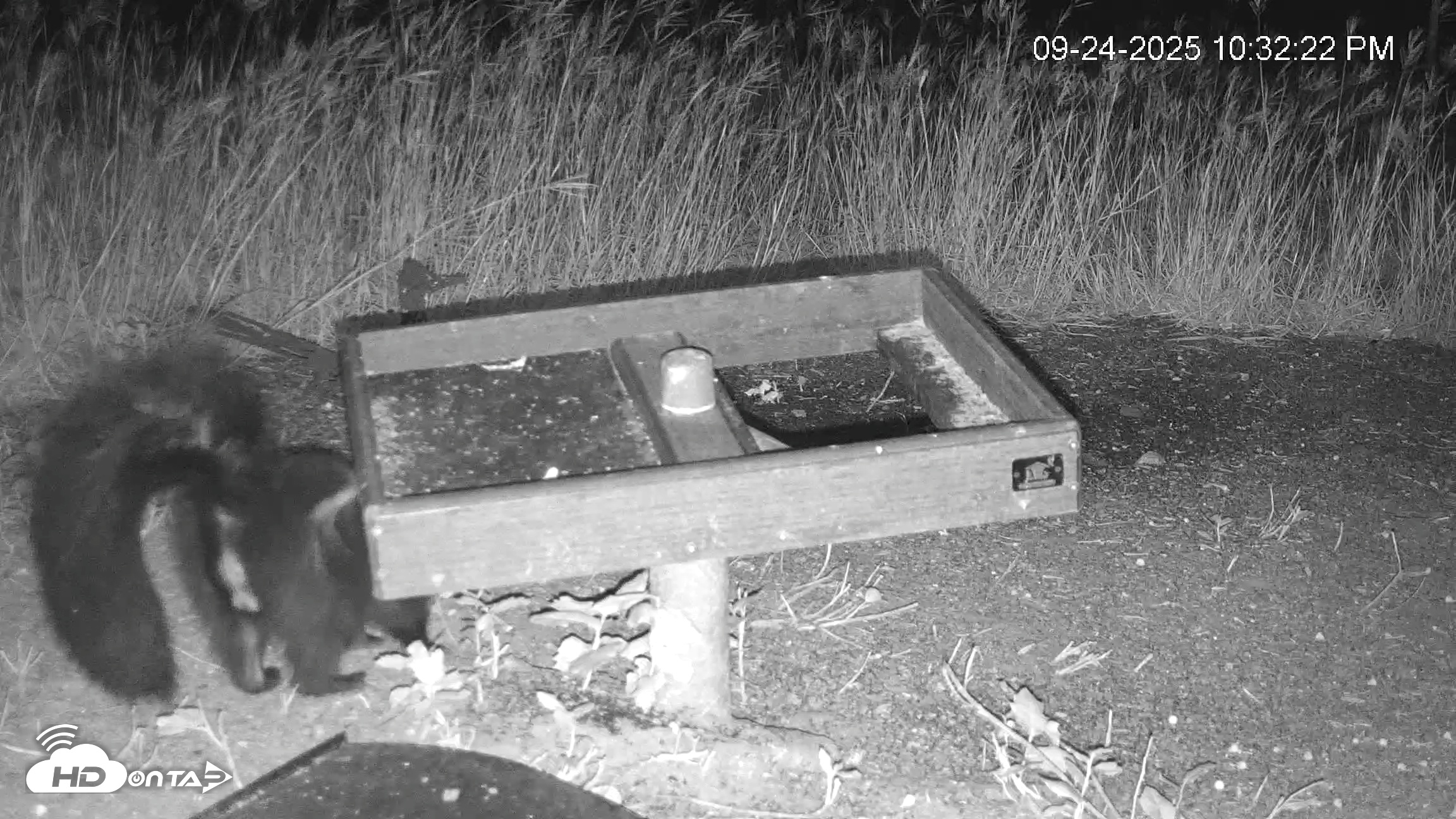Snapshot of Texas Game & Ground Feeder Live Webcam taken Sep 24, 2025, 10:33pm CDT