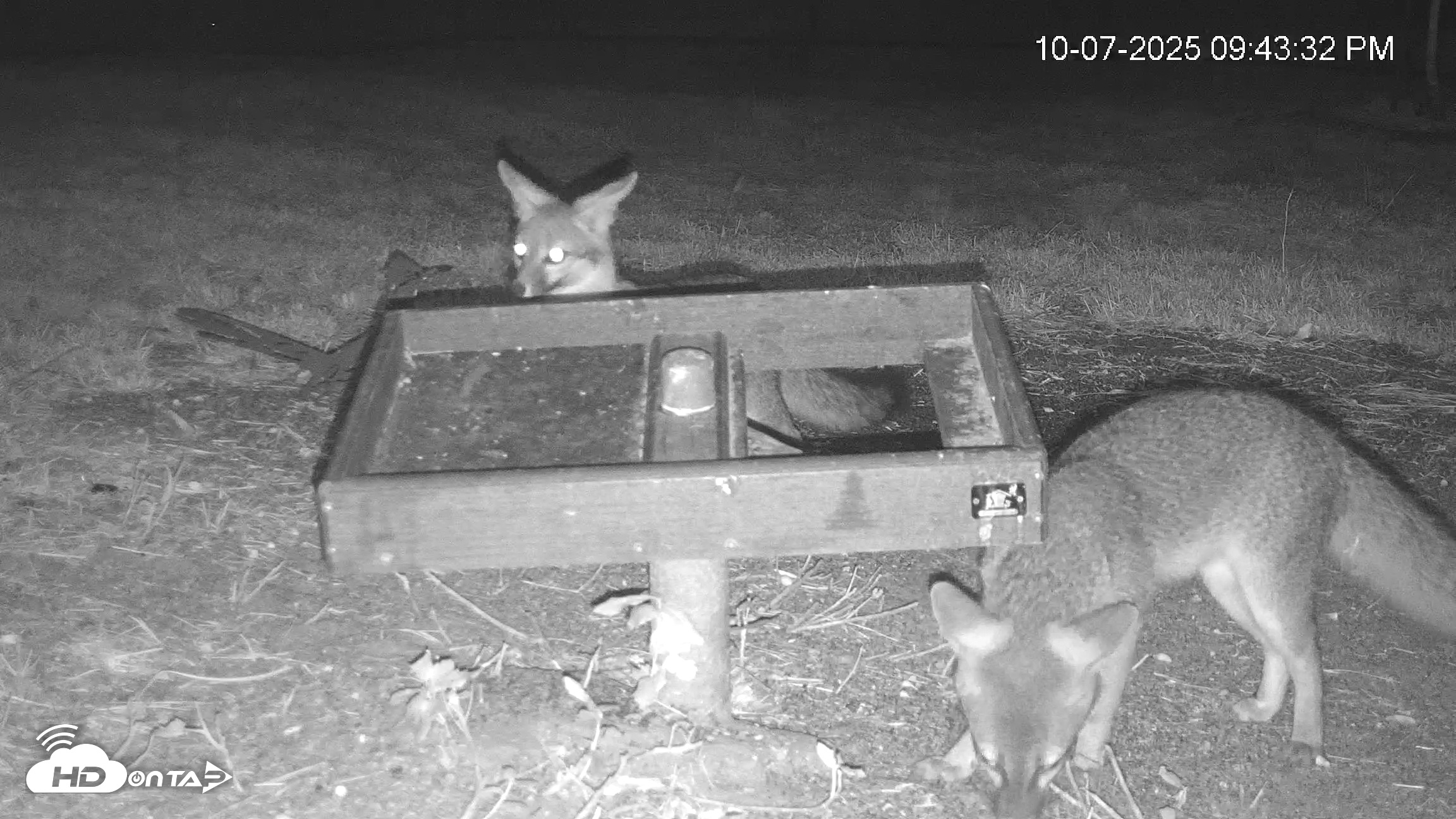 Snapshot of Texas Game & Ground Feeder Live Webcam taken Oct 7, 2025, 9:44pm CDT
