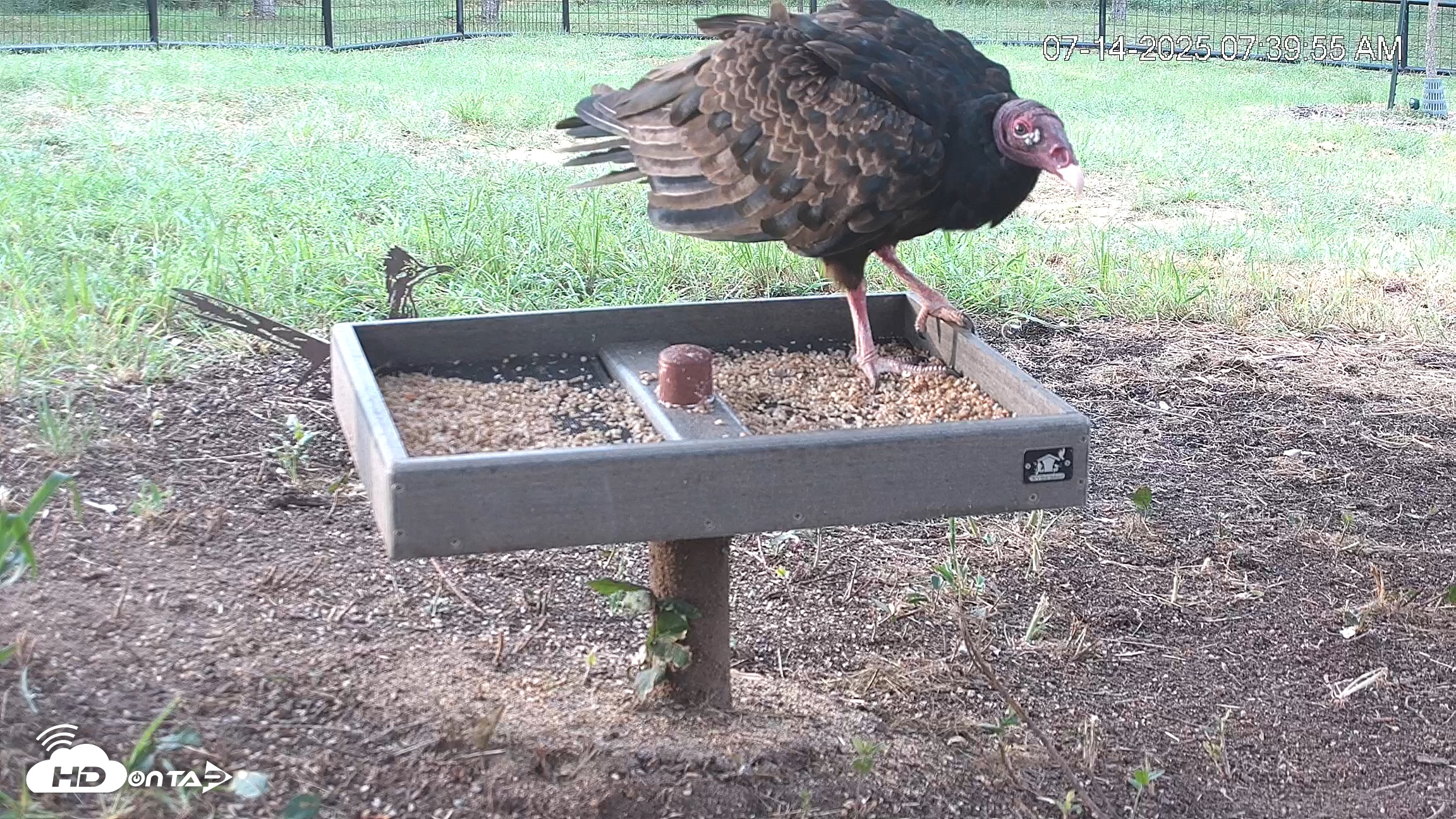 Snapshot of Texas Game & Ground Feeder Live Webcam taken Jul 14, 2025, 7:42am CDT