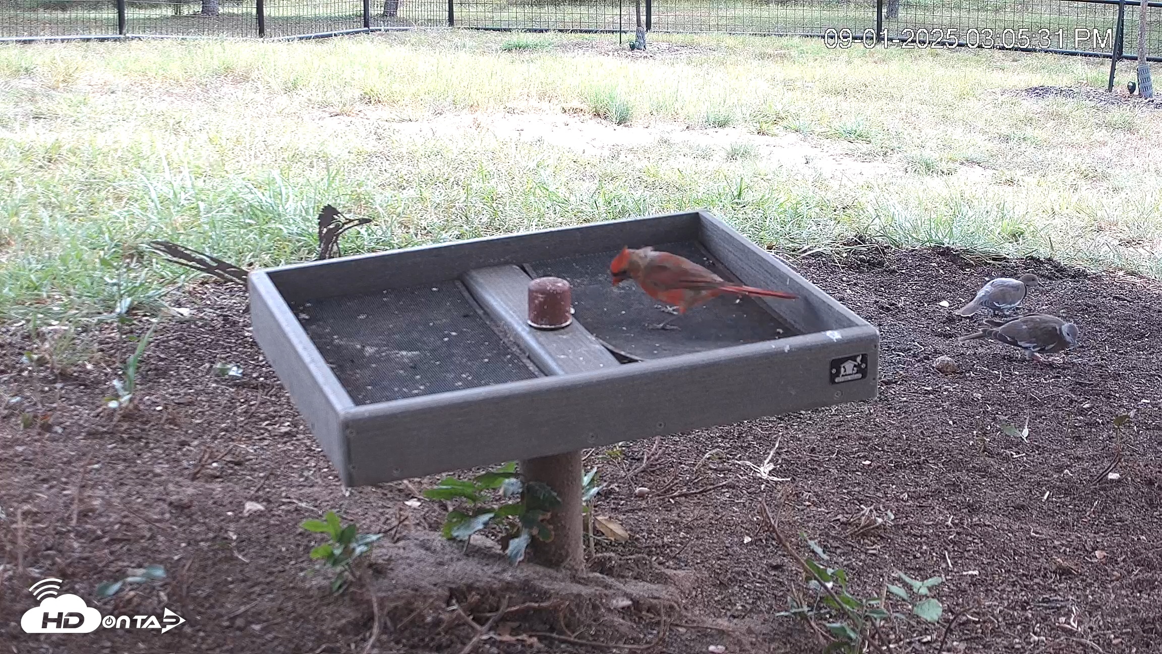 Snapshot of Texas Game & Ground Feeder Live Webcam taken Sep 1, 2025, 3:06pm CDT