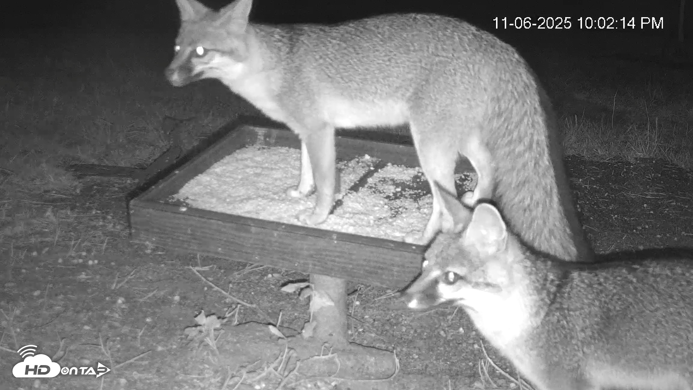 Snapshot of Texas Game & Ground Feeder Live Webcam taken Nov 6, 2025, 10:03pm CST
