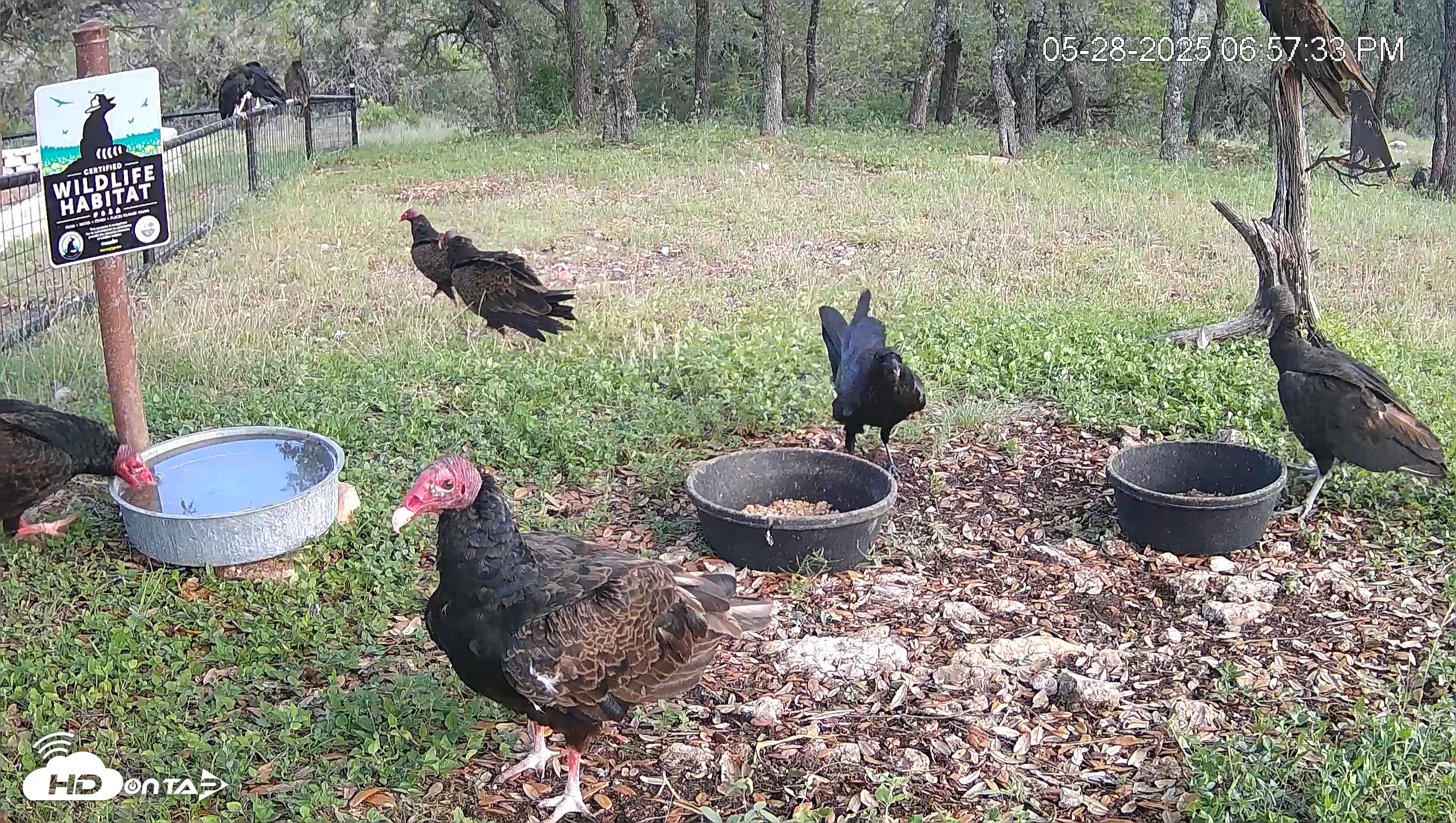 Snapshot of Texas Game & Ground Feeder Live Webcam taken May 28, 2025, 6:58pm CDT