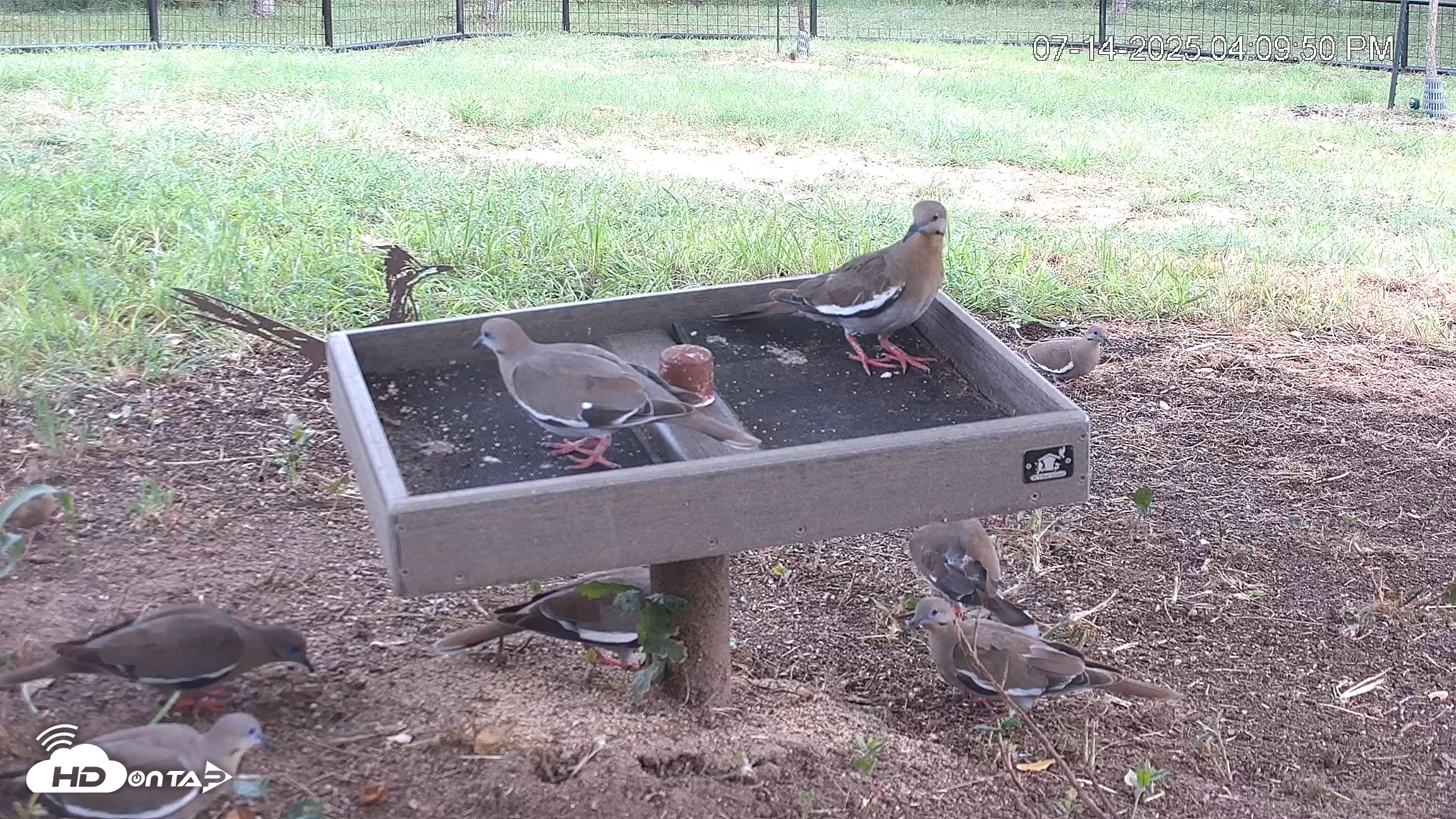 Snapshot of Texas Game & Ground Feeder Live Webcam taken Jul 14, 2025, 4:11pm CDT