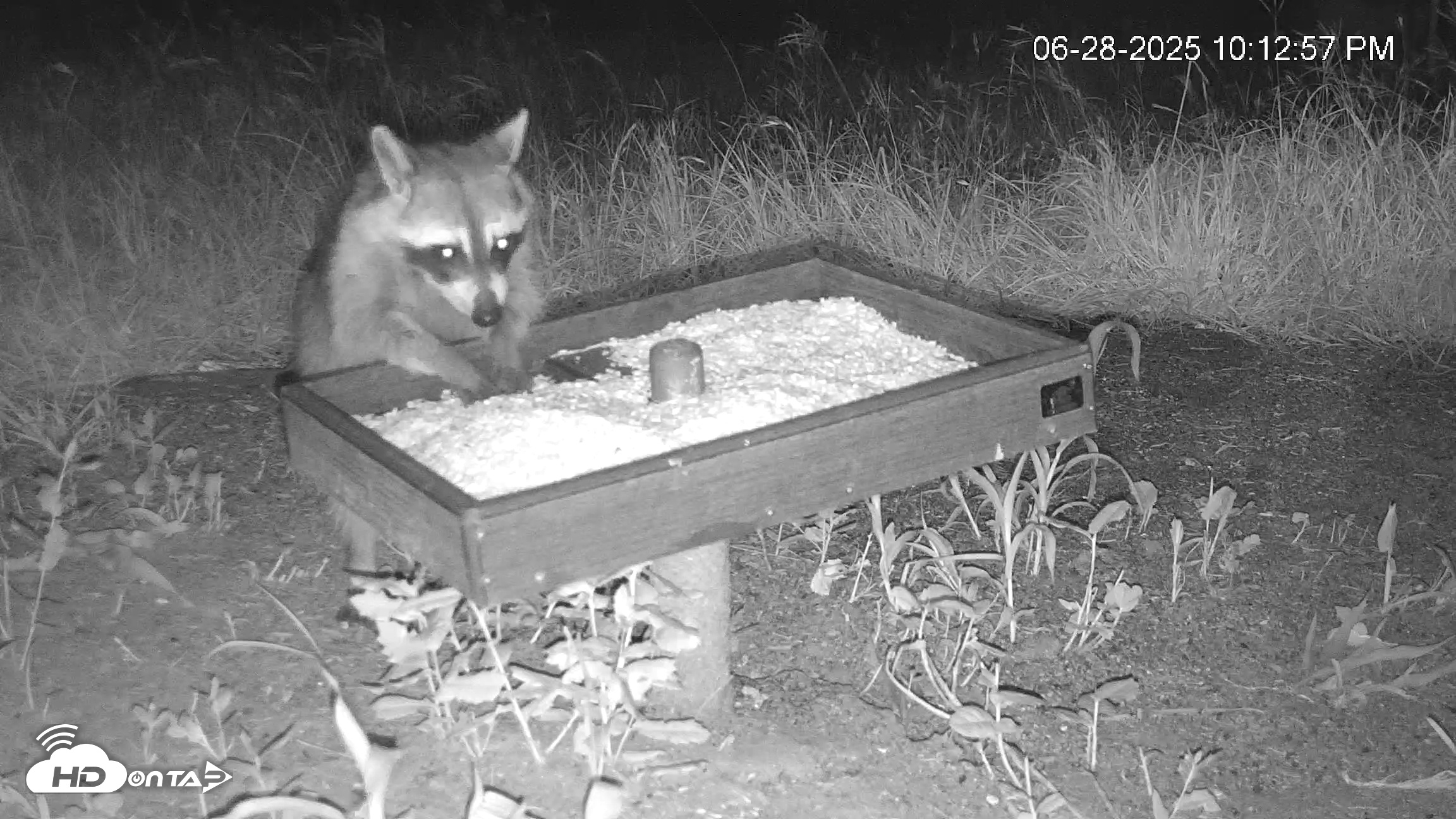 Snapshot of Texas Game & Ground Feeder Live Webcam taken Jun 28, 2025, 10:14pm CDT