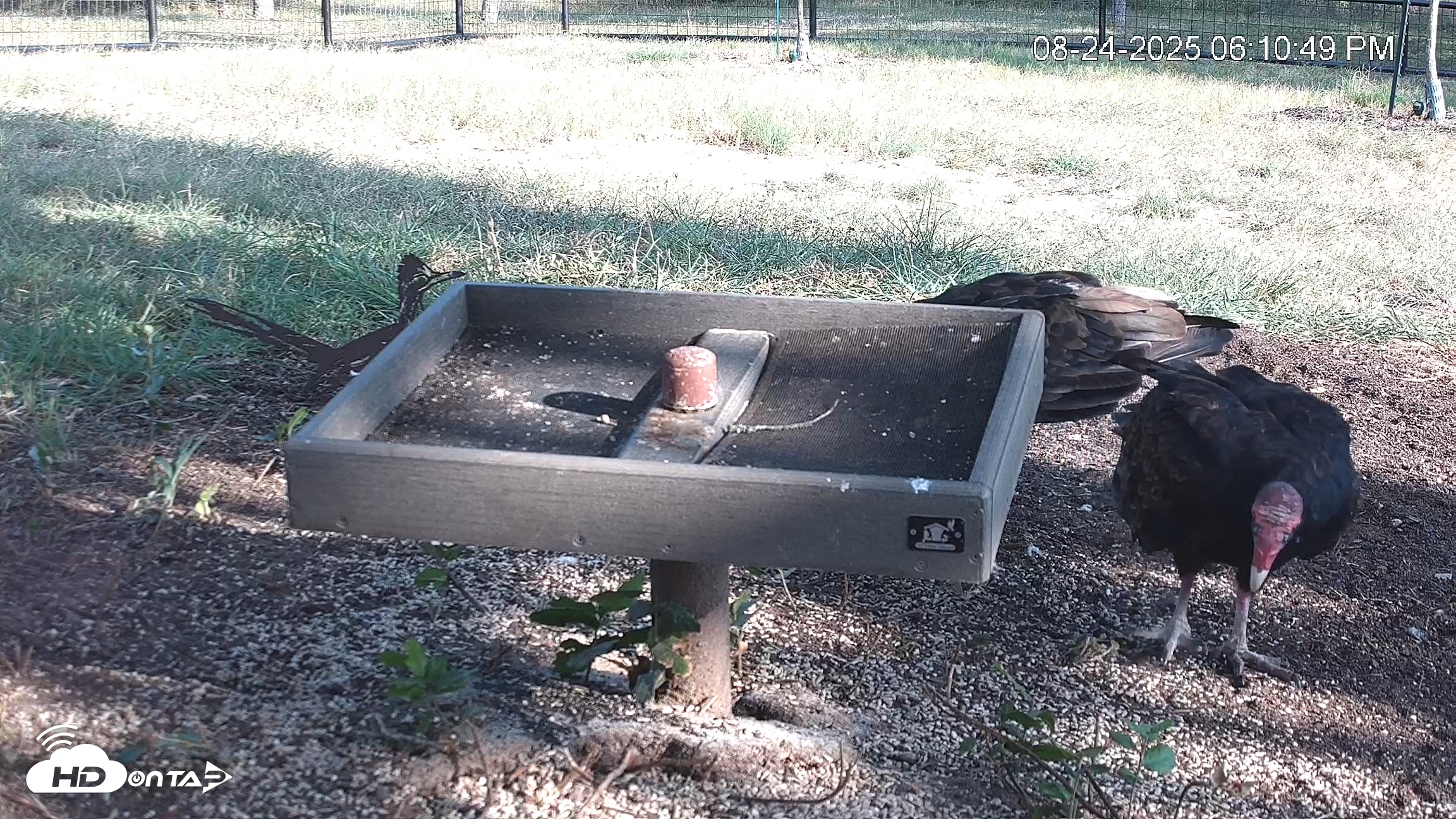 Snapshot of Texas Game & Ground Feeder Live Webcam taken Aug 24, 2025, 6:12pm CDT