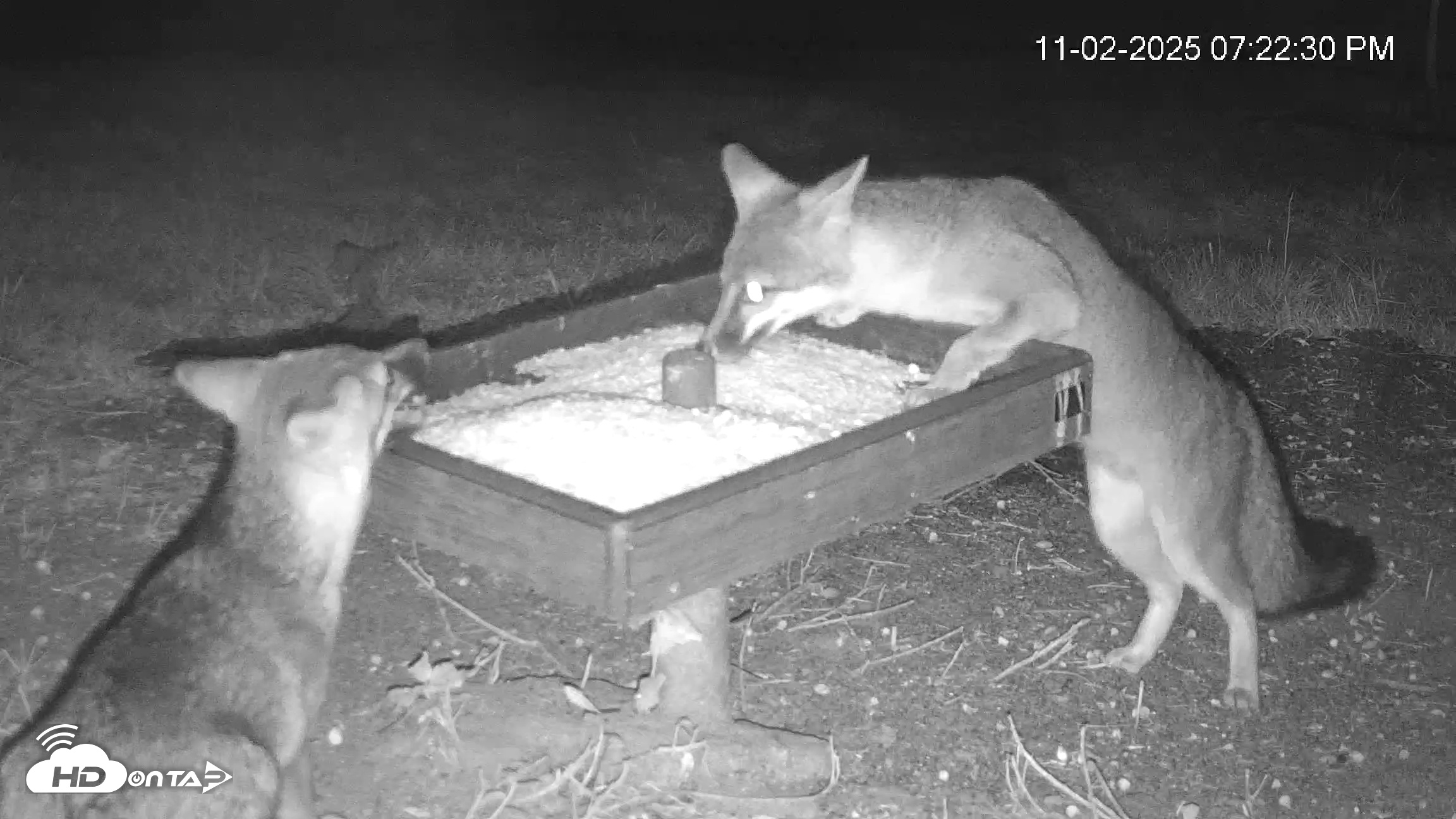 Snapshot of Texas Game & Ground Feeder Live Webcam taken Nov 2, 2025, 7:25pm CST