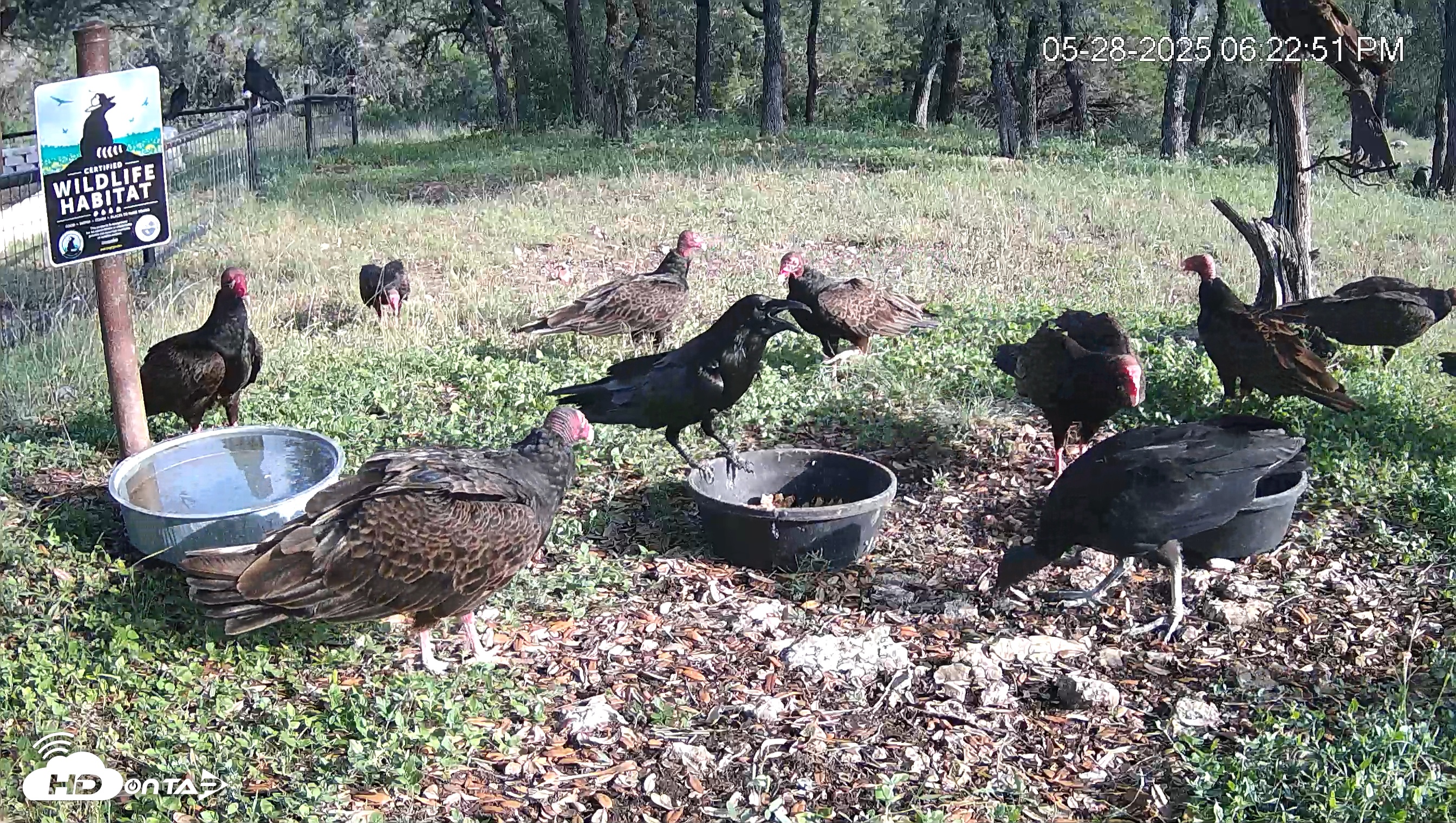 Snapshot of Texas Game & Ground Feeder Live Webcam taken May 28, 2025, 6:23pm CDT