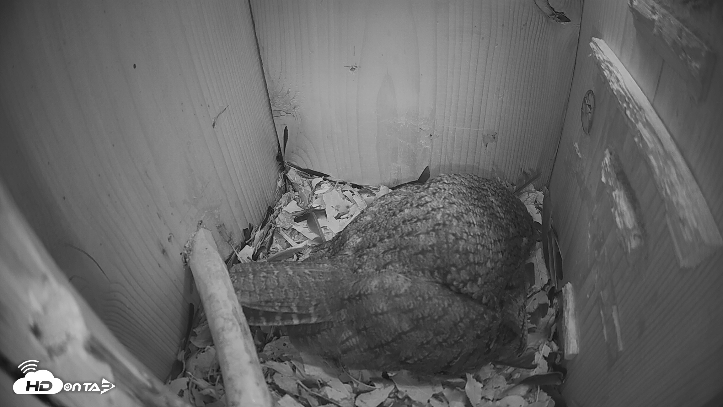 Snapshot of Eastern Screech Owl Nest Box Live Webcam taken Feb 22, 2026, 7:50pm CST