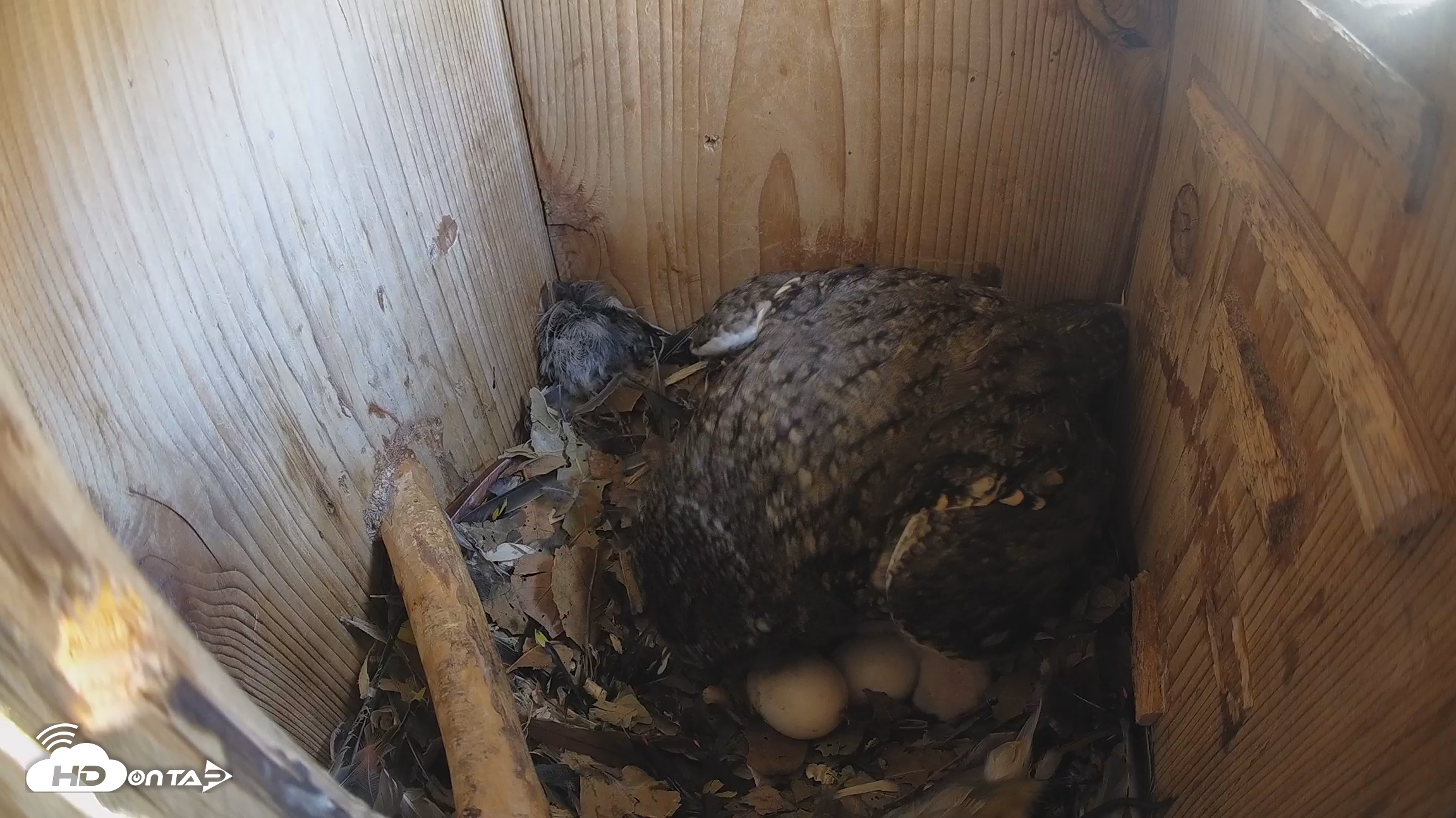Snapshot of Eastern Screech Owl Nest Box Live Webcam taken Mar 19, 2026, 12:59pm CDT
