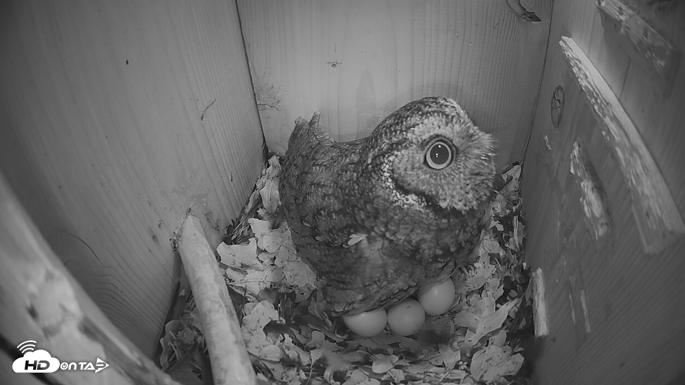 Snapshot of Eastern Screech Owl Nest Box Live Webcam taken Mar 6, 2026, 9:52pm CST