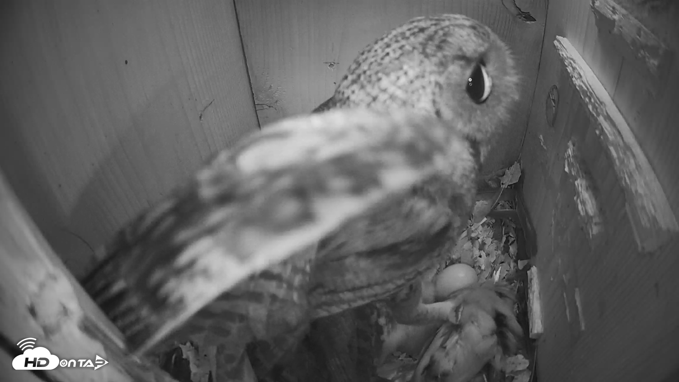 Snapshot of Eastern Screech Owl Nest Box Live Webcam taken Mar 20, 2026, 5:46am CDT