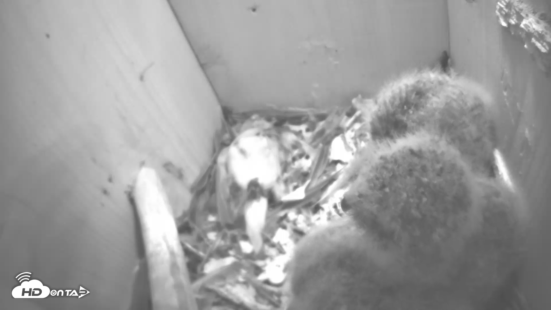 Snapshot of Eastern Screech Owl Nest Box Live Webcam taken Apr 15, 2025, 2:58am CDT