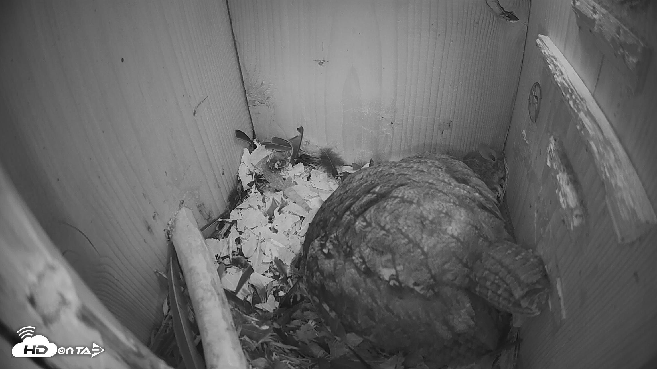 Snapshot of Eastern Screech Owl Nest Box Live Webcam taken Mar 18, 2026, 11:44pm CDT