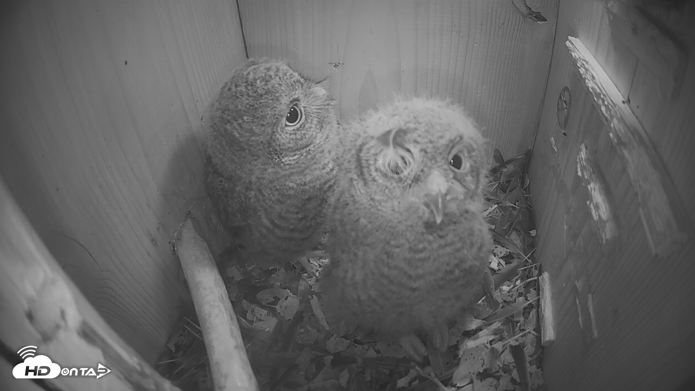 Snapshot of Eastern Screech Owl Nest Box Live Webcam taken Apr 17, 2026, 6:38am CDT
