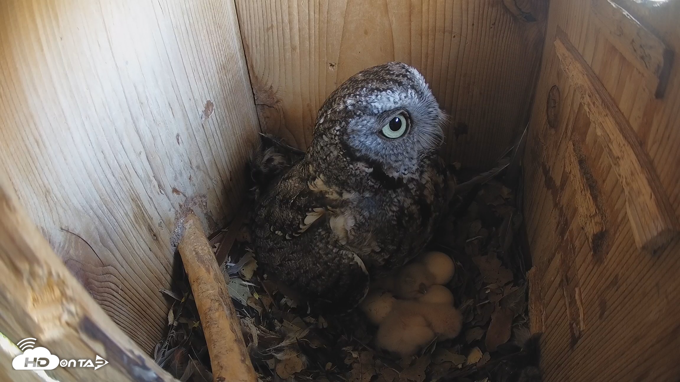Snapshot of Eastern Screech Owl Nest Box Live Webcam taken Mar 20, 2026, 2:44am CDT