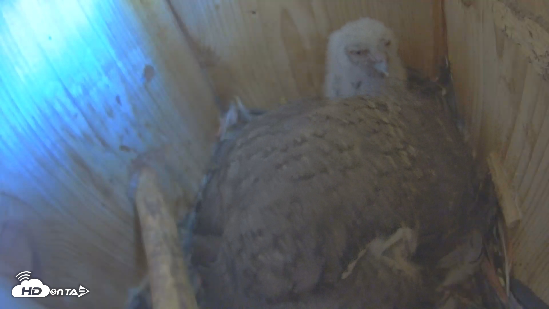 Snapshot of Eastern Screech Owl Nest Box Live Webcam taken Apr 9, 2025, 2:54pm CDT