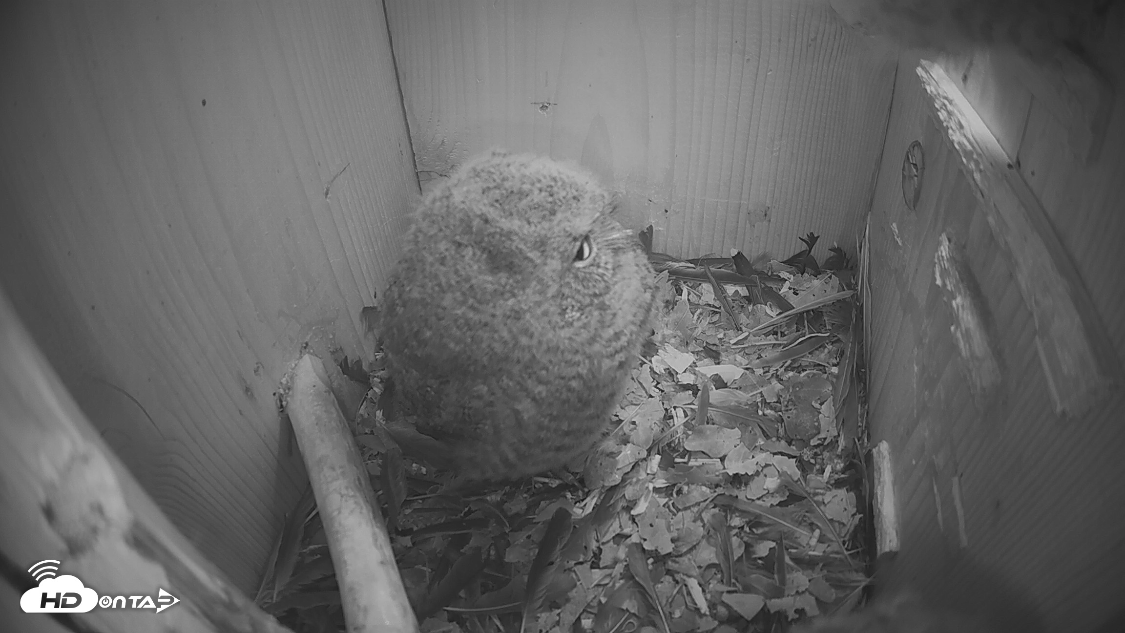 Snapshot of Eastern Screech Owl Nest Box Live Webcam taken Apr 15, 2026, 11:28pm CDT