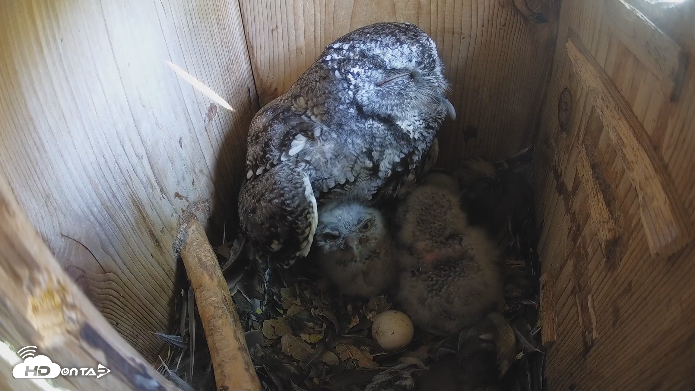 Snapshot of Eastern Screech Owl Nest Box Live Webcam taken Mar 29, 2026, 11:20am CDT