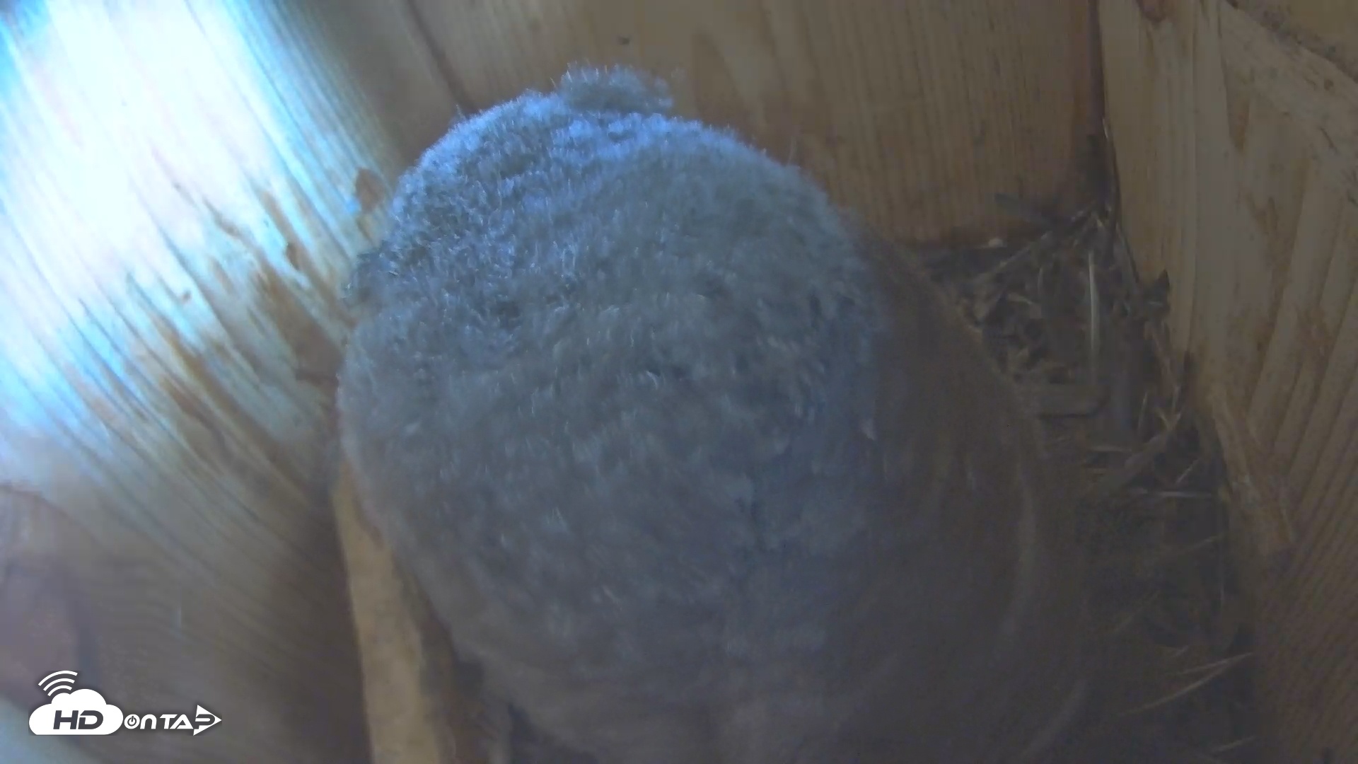 Snapshot of Eastern Screech Owl Nest Box Live Webcam taken May 2, 2025, 4:20pm CDT
