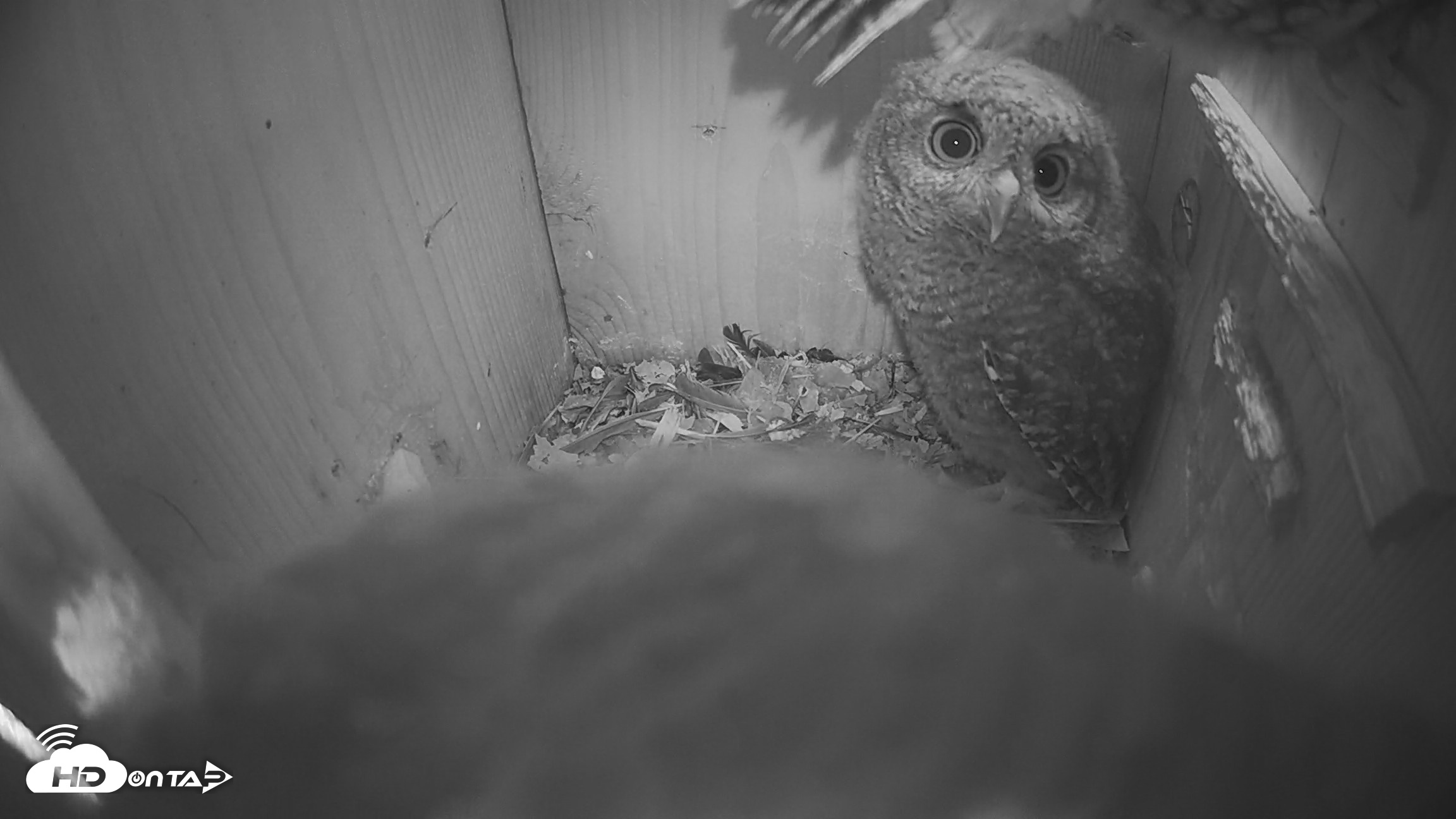 Snapshot of Eastern Screech Owl Nest Box Live Webcam taken Apr 22, 2026, 2:40pm CDT