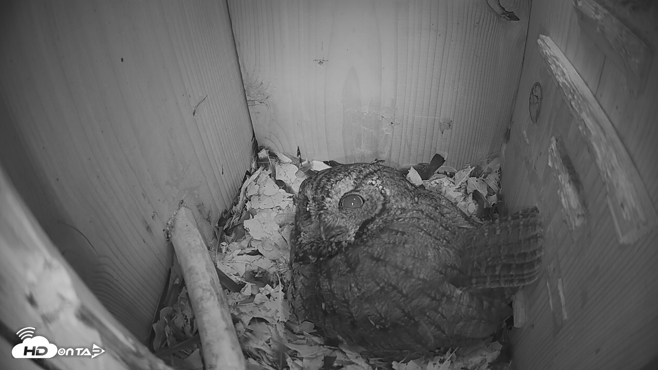 Snapshot of Eastern Screech Owl Nest Box Live Webcam taken Mar 7, 2026, 7:31am CST
