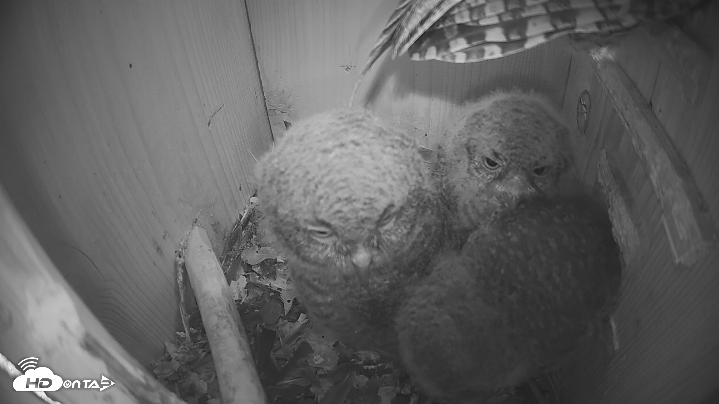 Snapshot of Eastern Screech Owl Nest Box Live Webcam taken Apr 12, 2026, 10:07pm CDT
