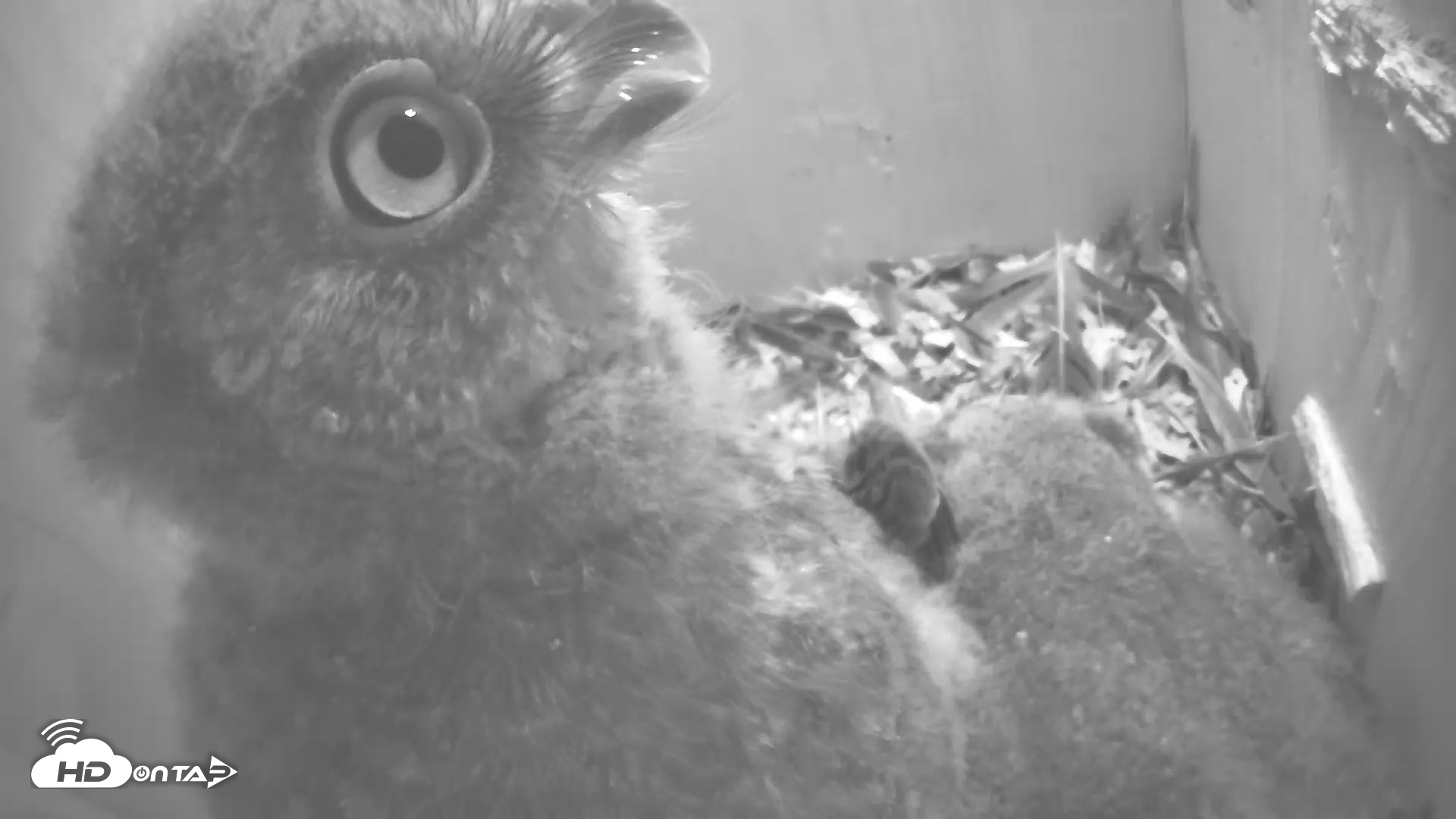Snapshot of Eastern Screech Owl Nest Box Live Webcam taken Apr 22, 2025, 11:55pm CDT