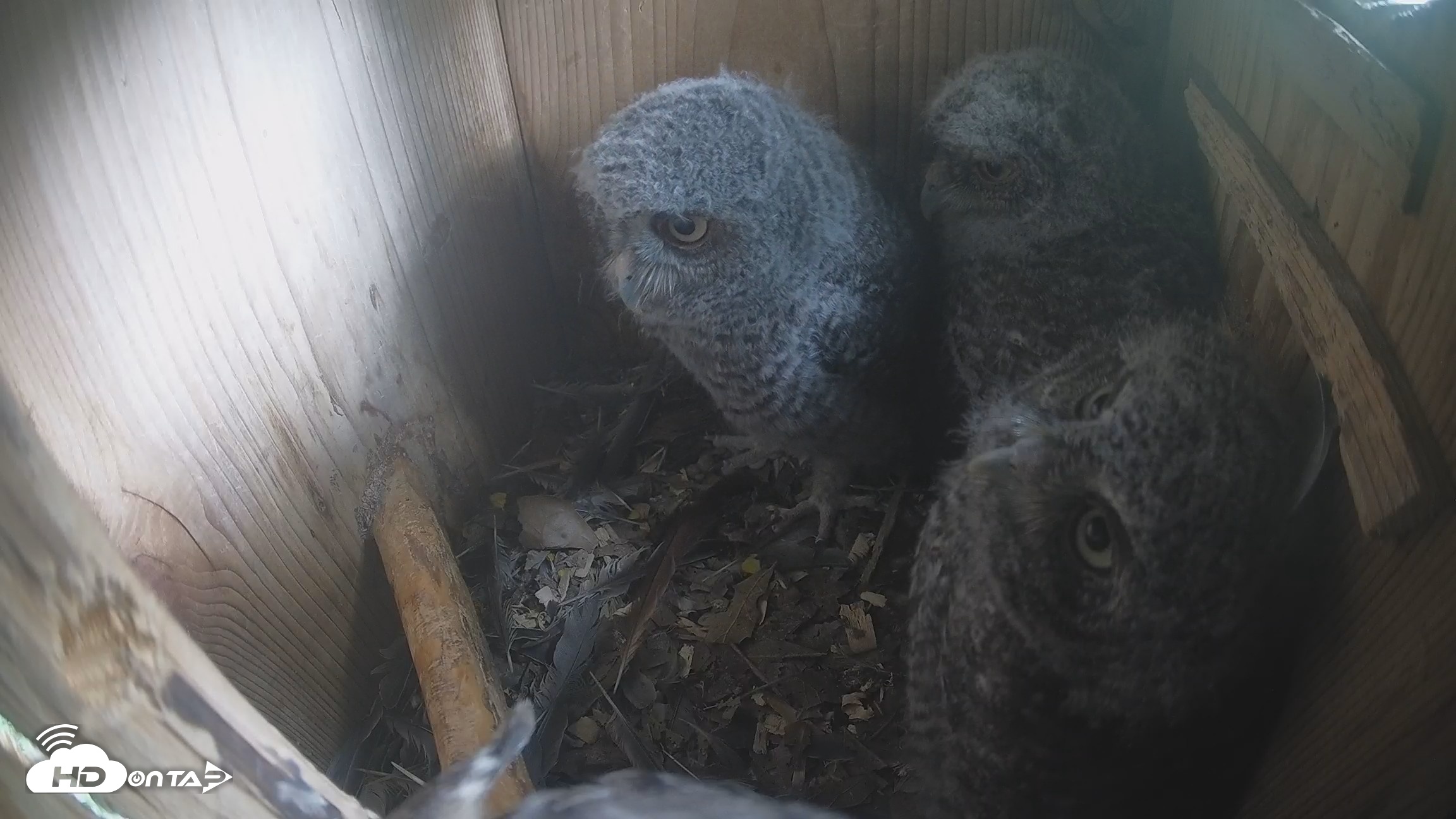 Snapshot of Eastern Screech Owl Nest Box Live Webcam taken Apr 15, 2026, 2:25pm CDT