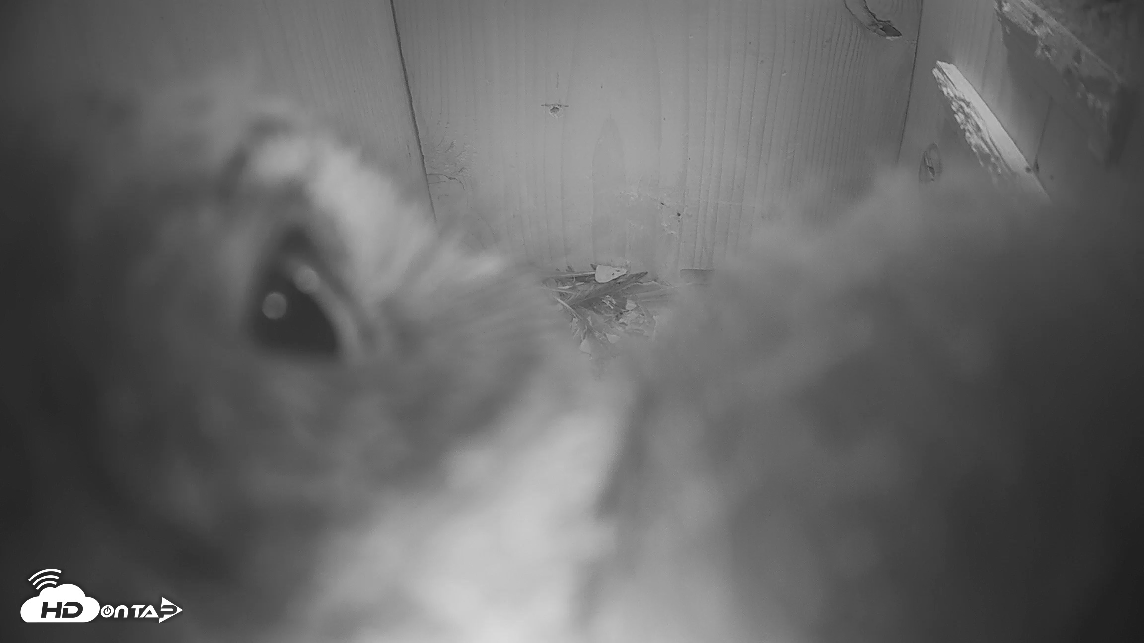 Snapshot of Eastern Screech Owl Nest Box Live Webcam taken Apr 19, 2026, 9:02am CDT